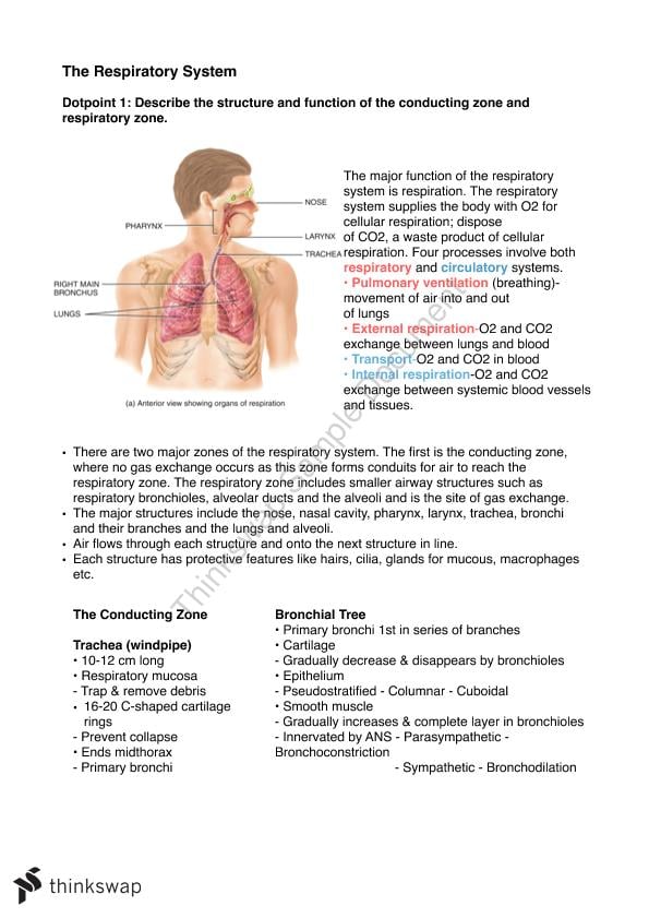 Respiratory System Notes