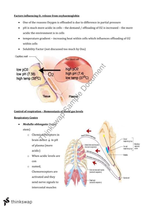 Respiratory system notes | BIOL1008 - Human Biology - USYD | Thinkswap