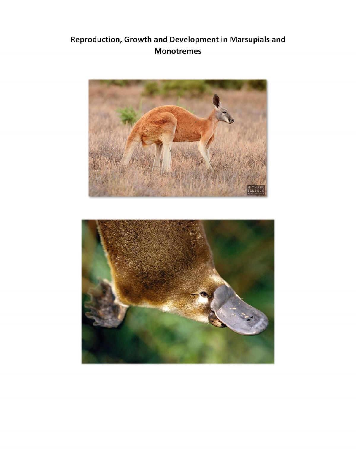 Reproduction, Growth and Development in Marsupials and Monotremes  - Page 1
