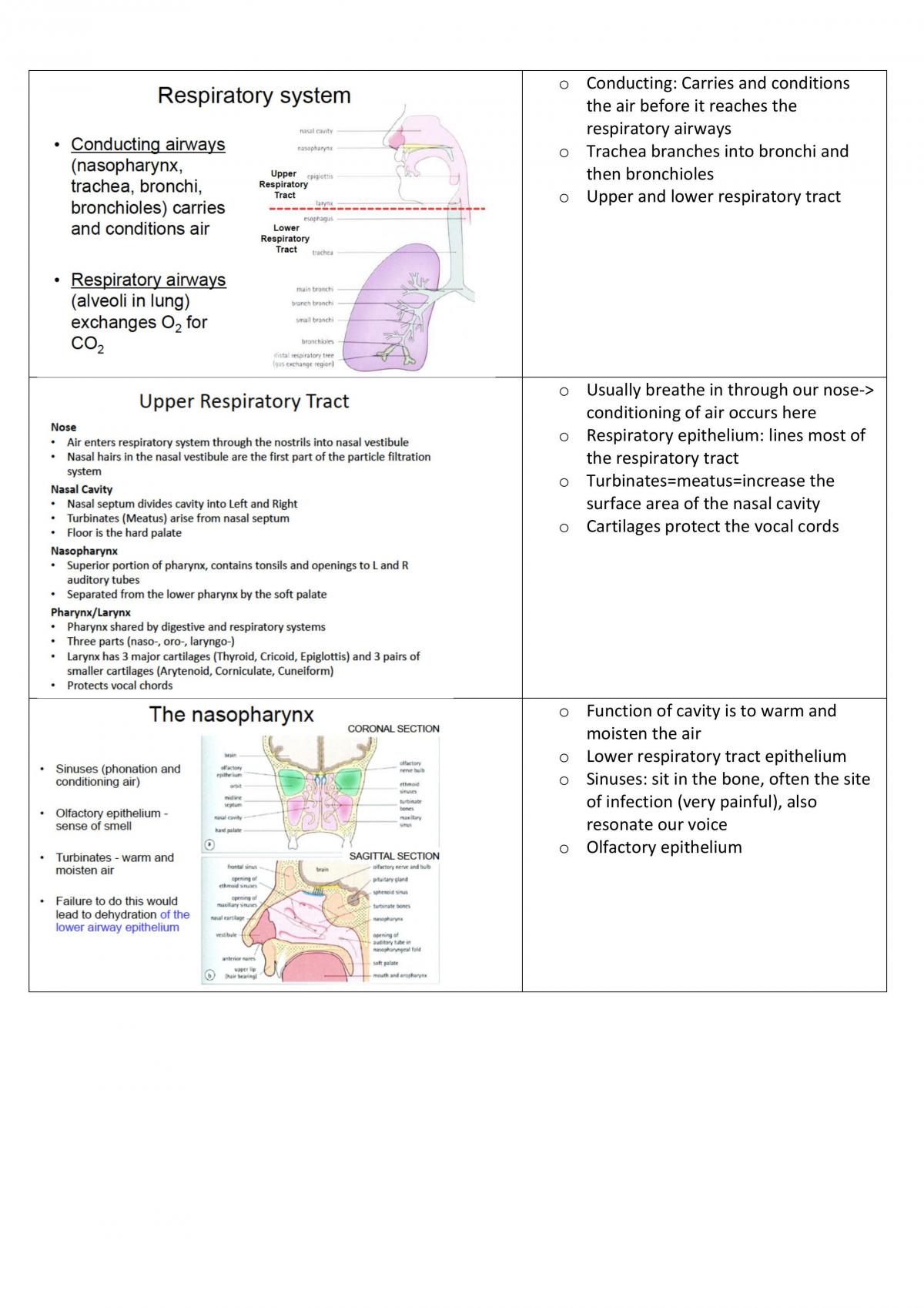 Respiratory System Physiology, Anatomy and Drugs - Page 1
