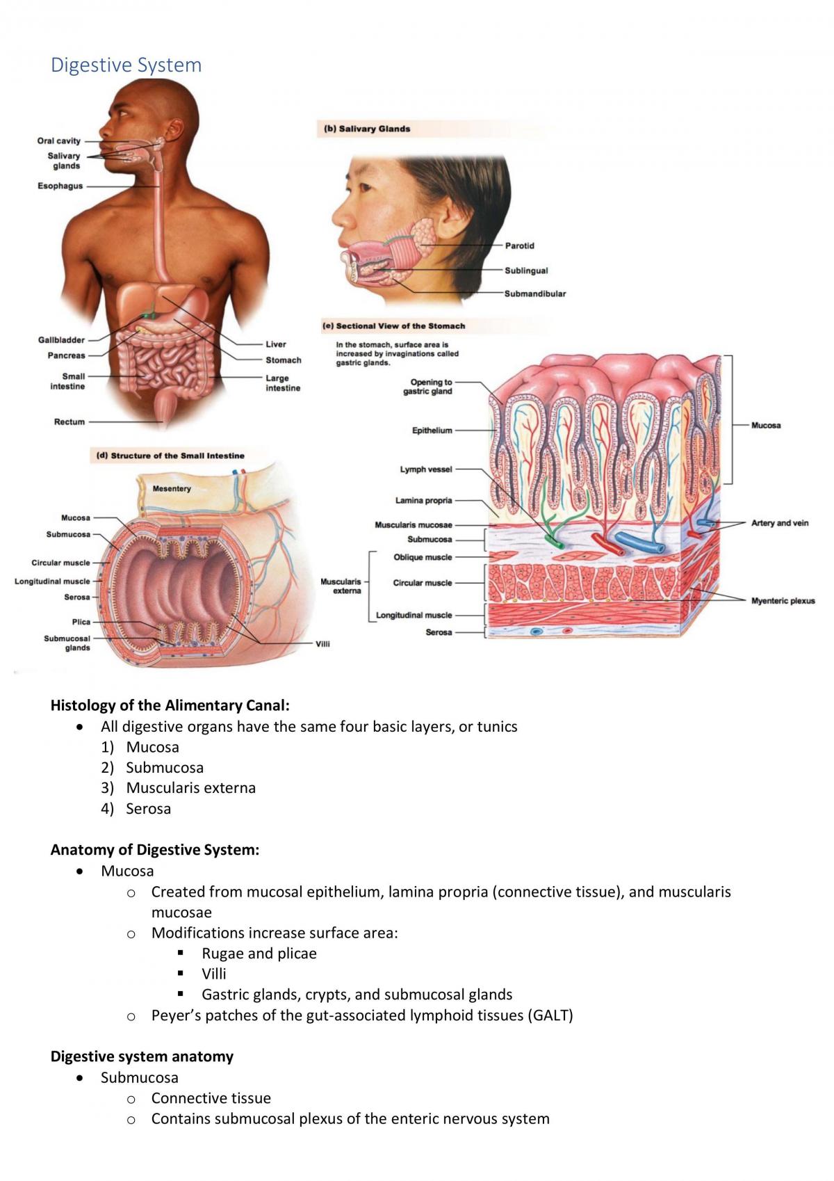 PHYL1007 Digestive and Renal System Module Notes - Page 1
