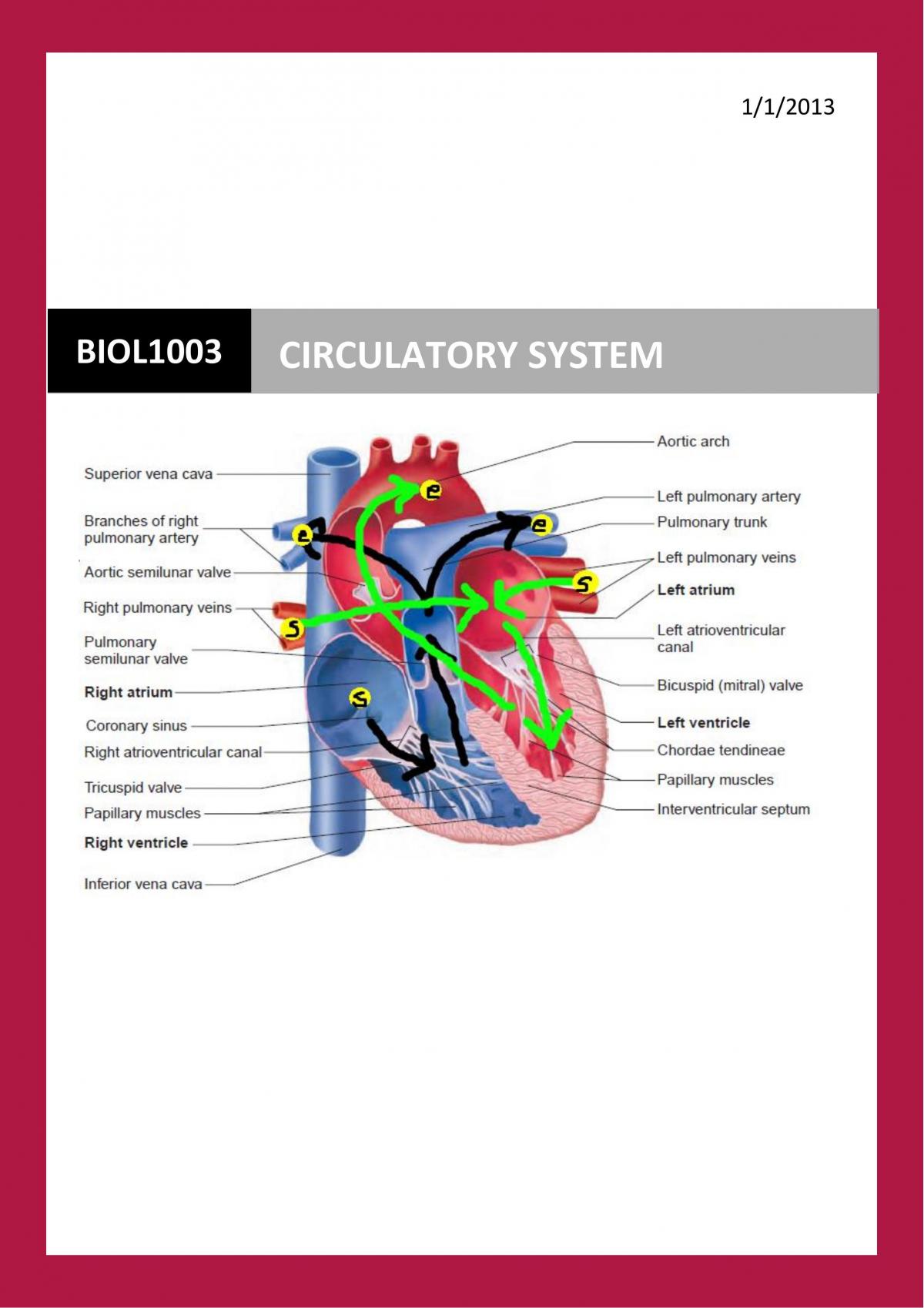 CIRCULATORY SYSTEM FINAL  - Page 1