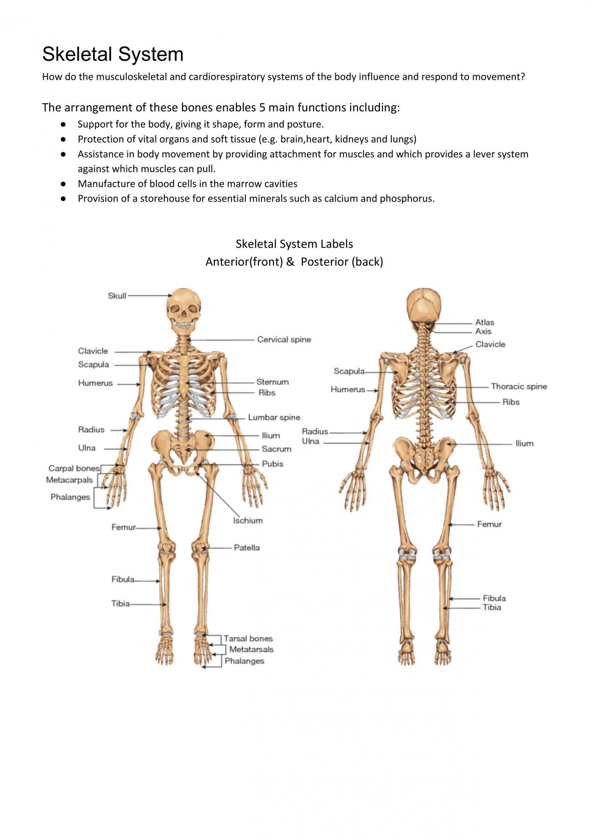 Module 2 - The Body in Motion - Page 1