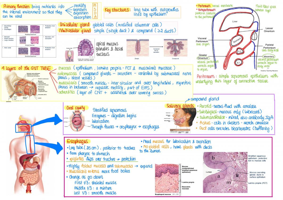 Human Body System 2 - Page 1