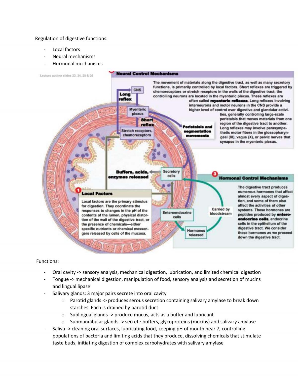 Digestive System Physiology - Page 3