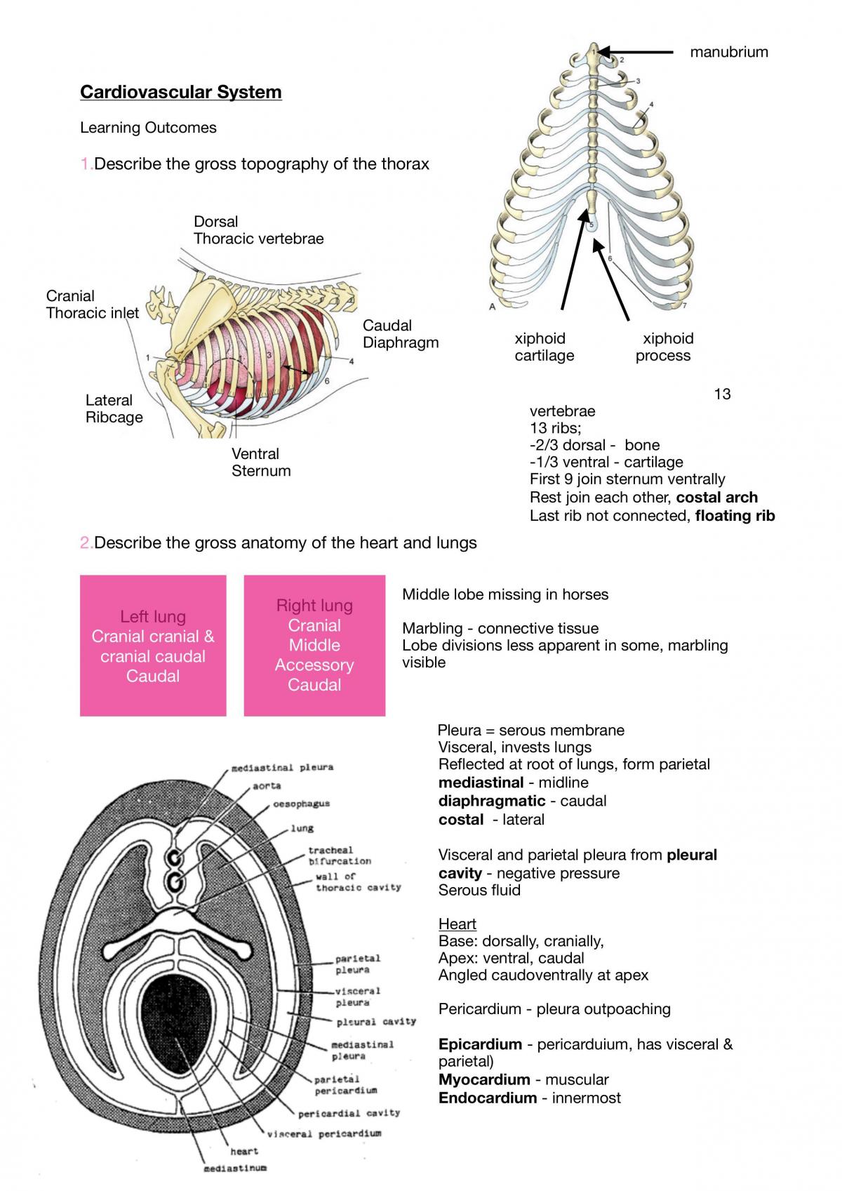 Cardiovascular System - Page 1