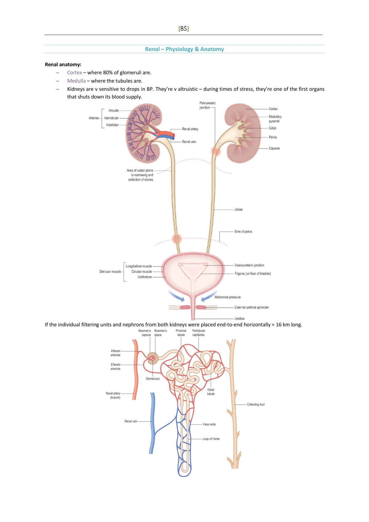 Body Systems - Complete Study Notes - Page 1