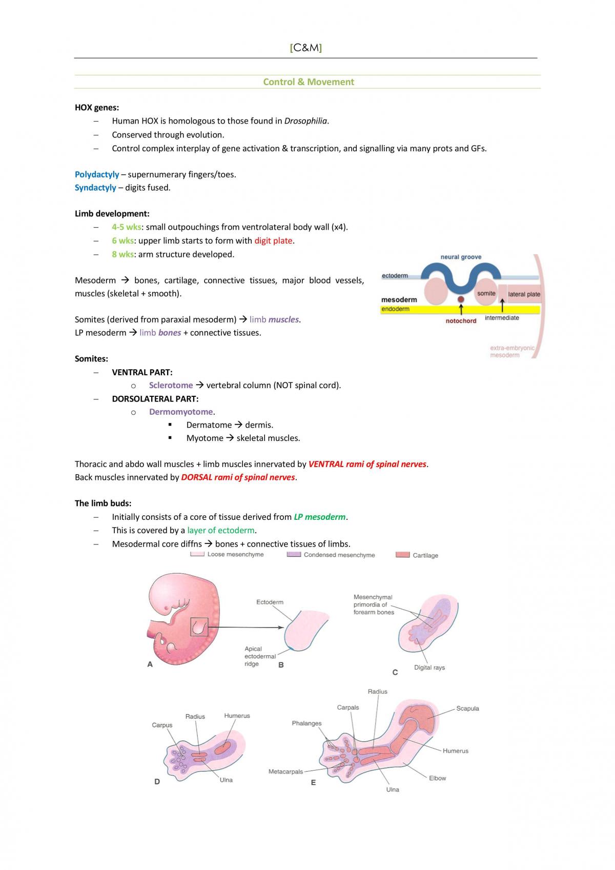 Control and Movement - Complete Study Notes - Page 1