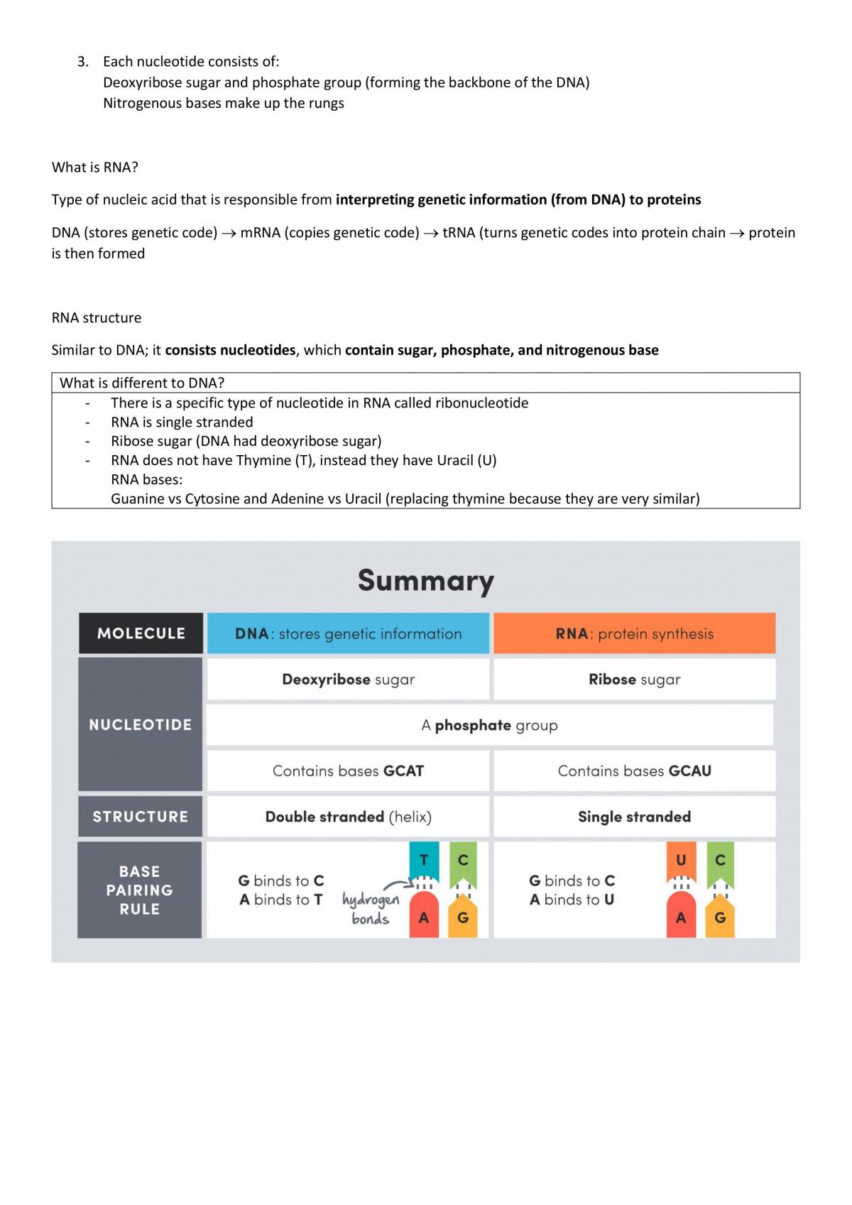 SACE Stage 2 Biology DNA And Proteins Notes Biology Year 12 SACE 
