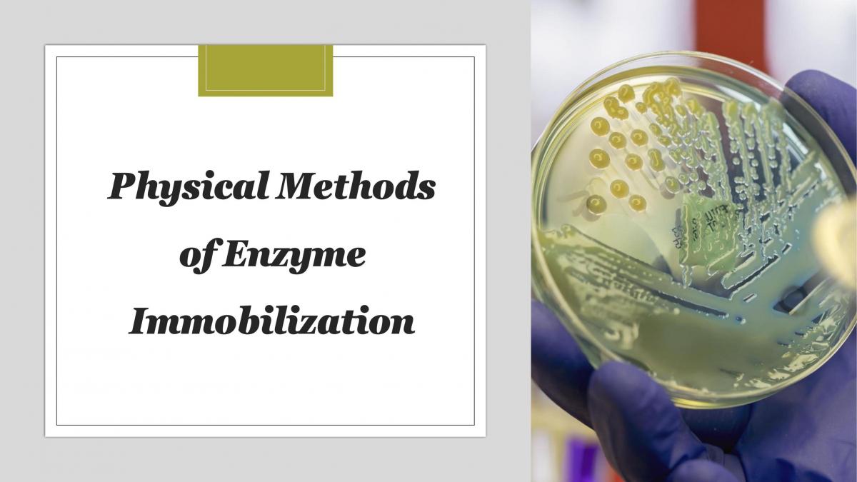 Physical methods of enzyme immobilization  - Page 1