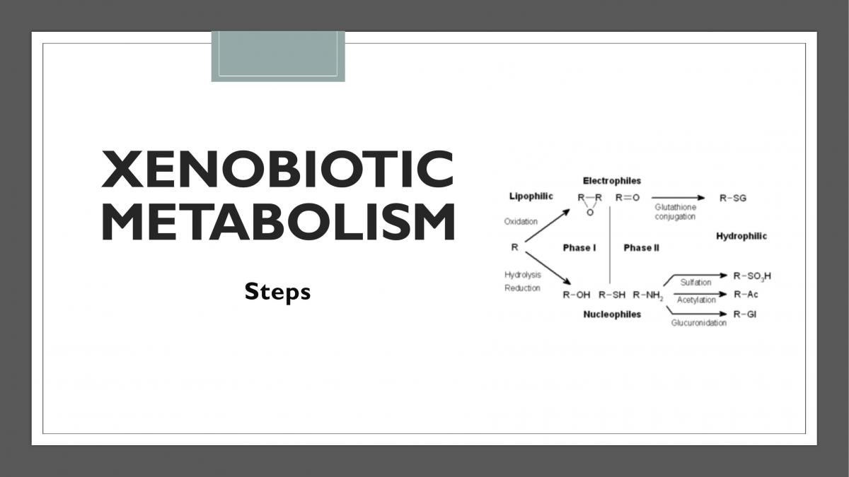 Xenobiotic Metabolism  - Page 1