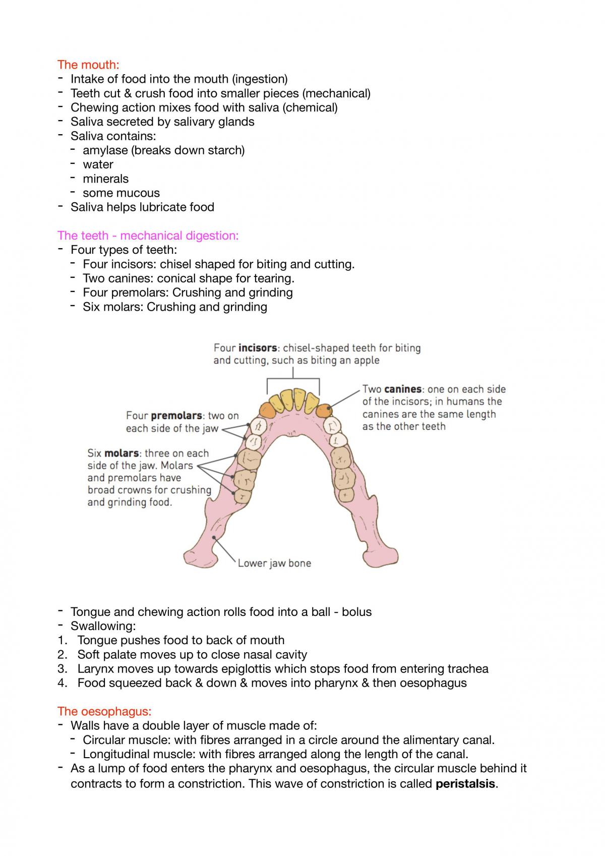 Digestive system - Page 2