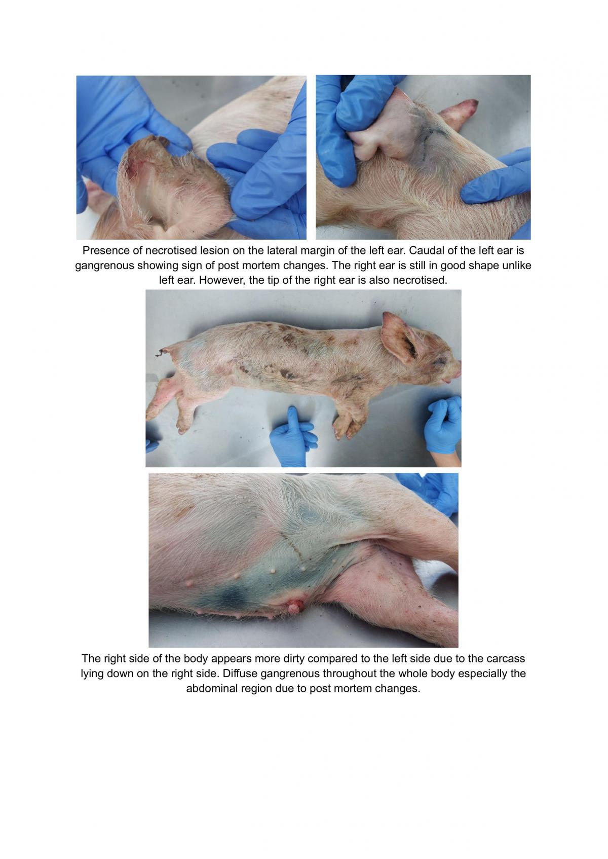 How to do Post Mortem - Pig - Page 2