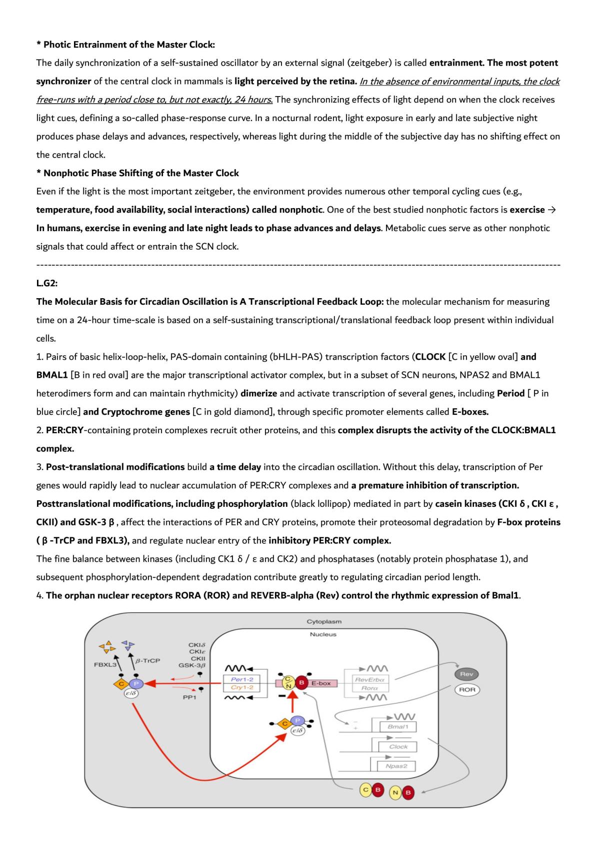 Biological Rhythms Review - Page 2