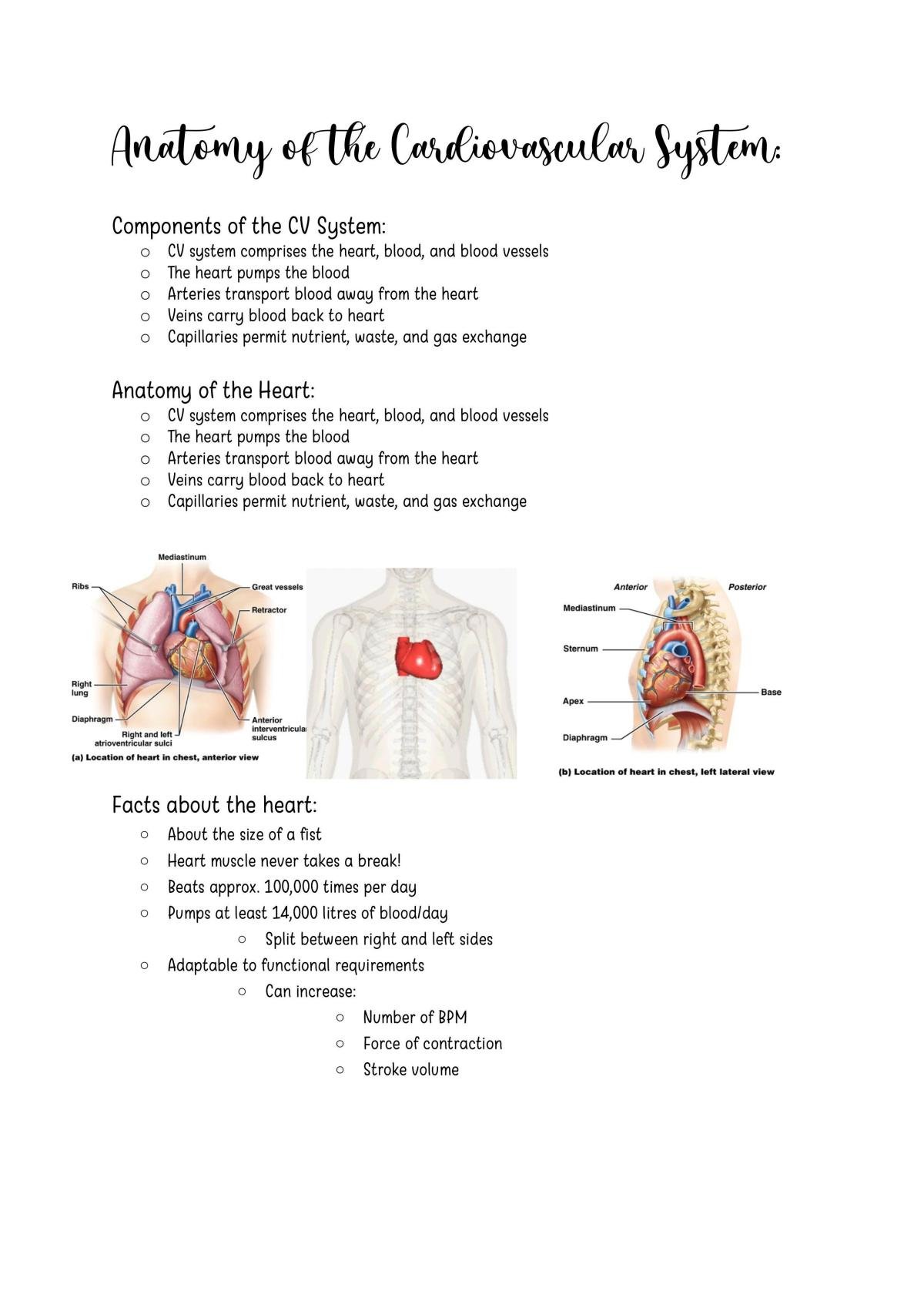 HUBS1401 Topic Notes - Anatomy of the Cardiovascular System - Page 1