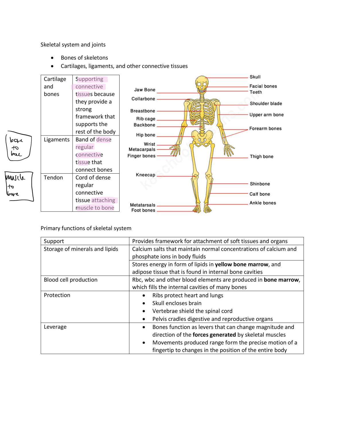 Lecture 2 Skeletal System and Joints - Page 1