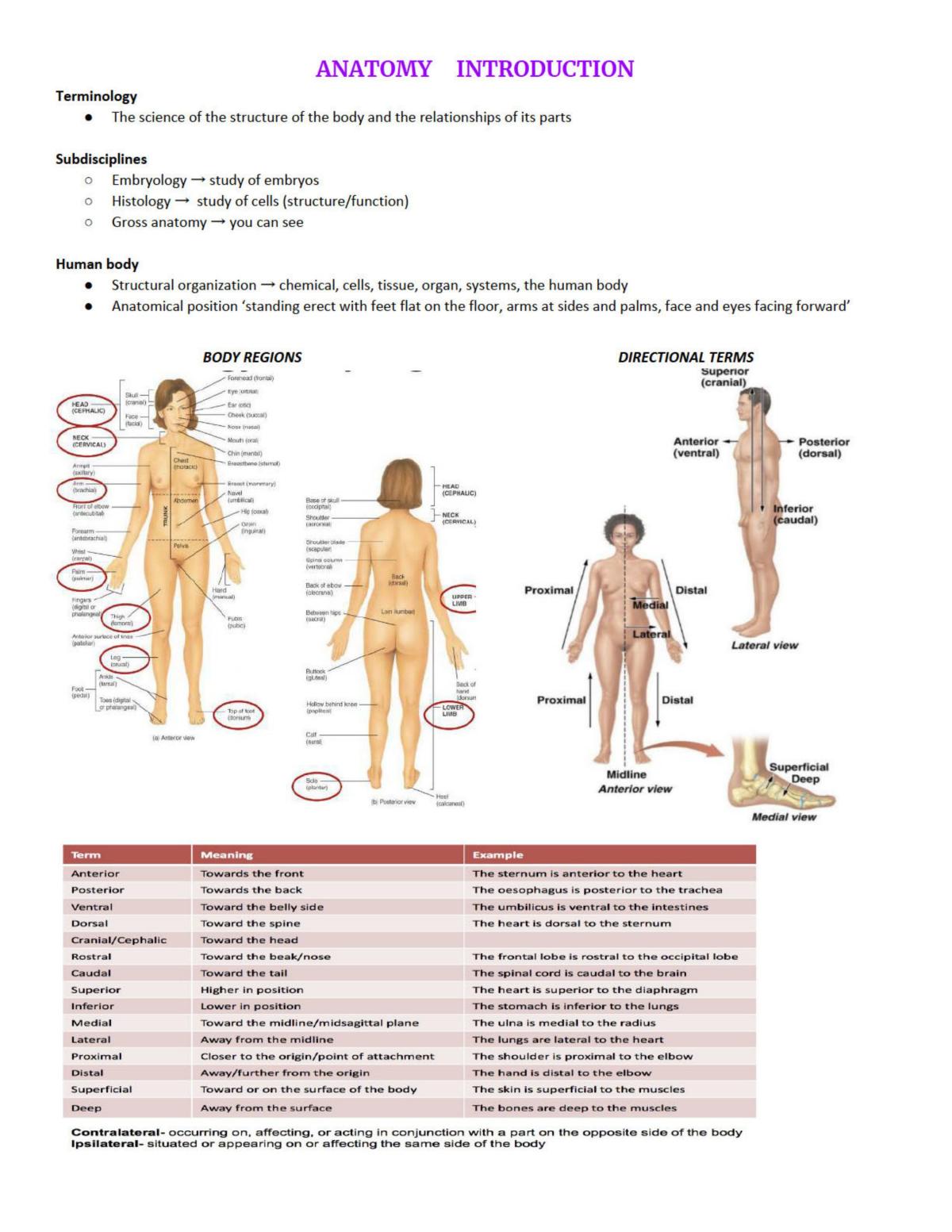 Introduction to Human Anatomy Notes - Page 1