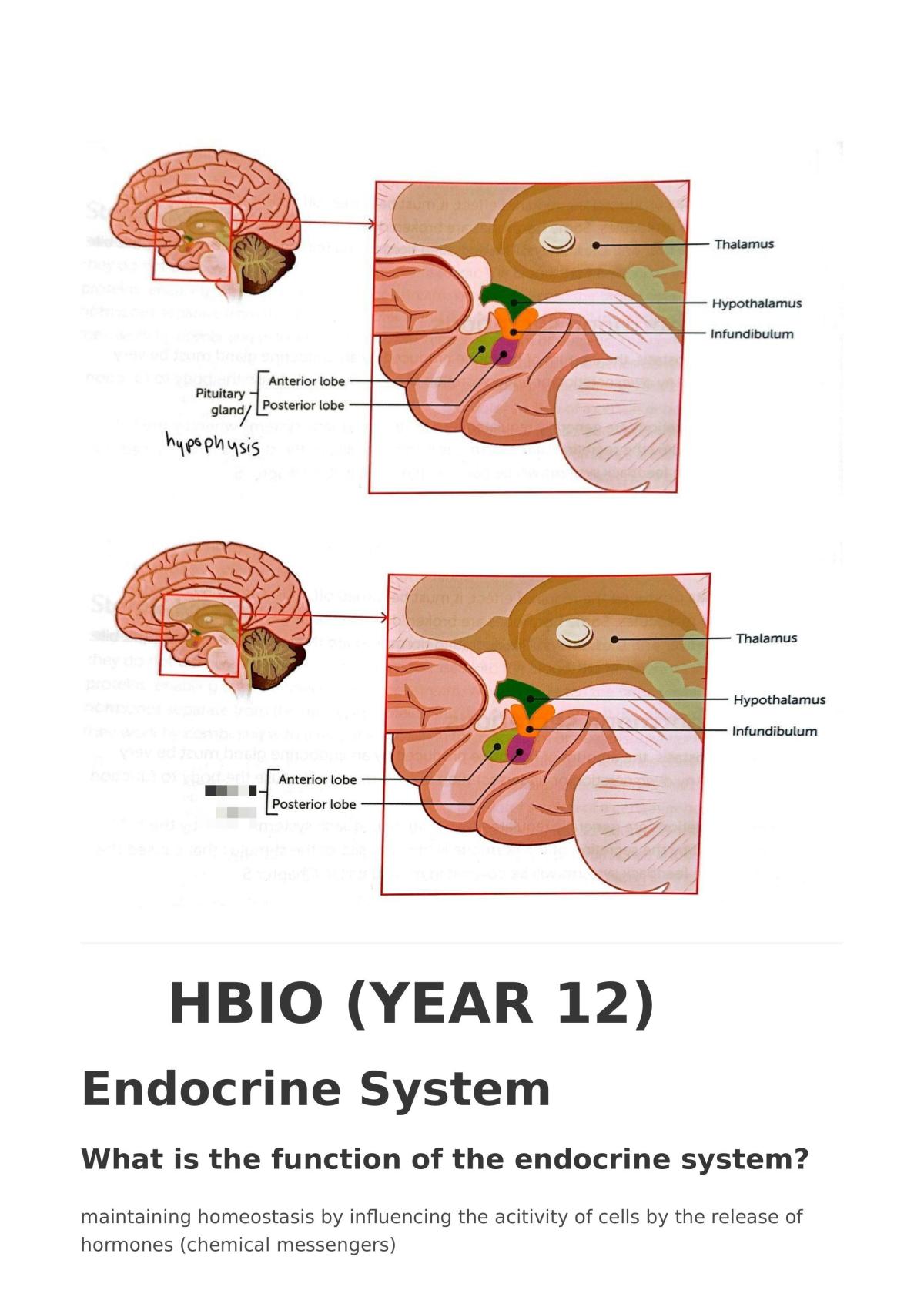 Endocrine system  - Page 1