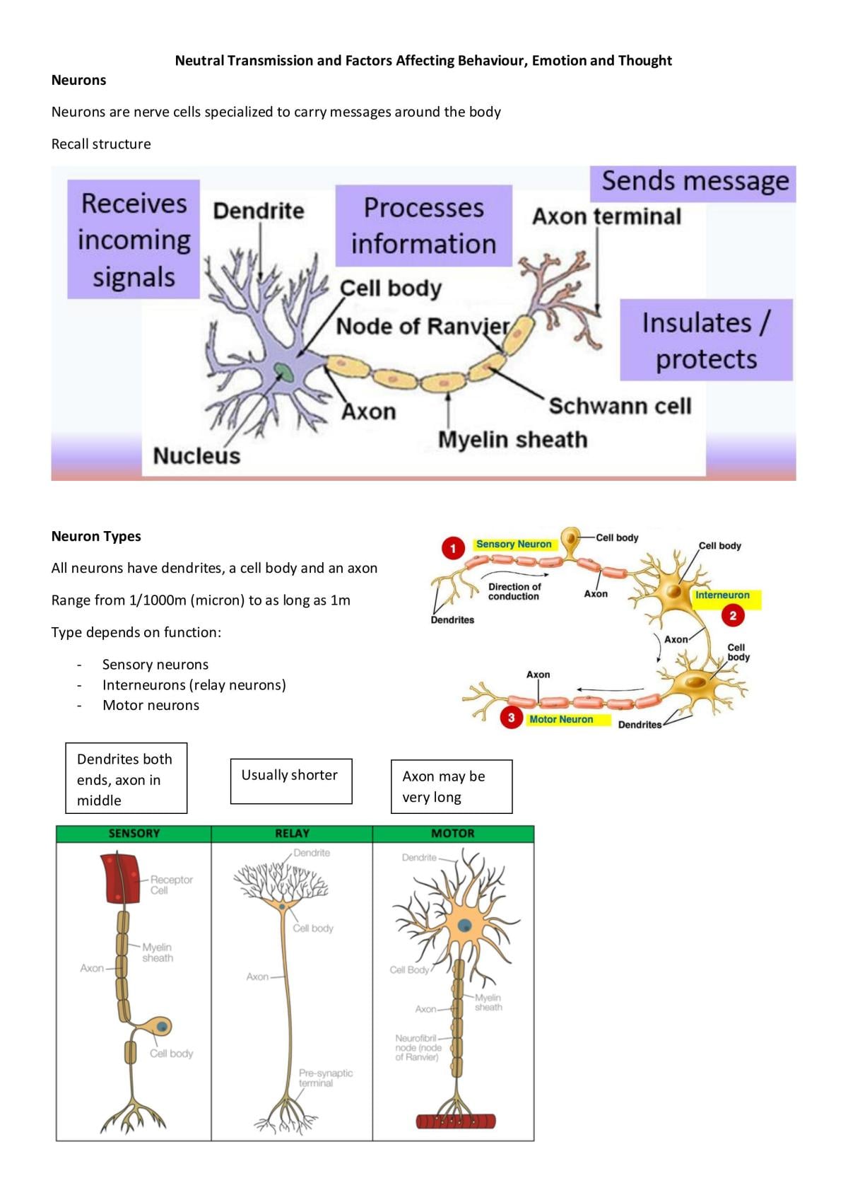 Neurons, genetics, heredity - Page 1