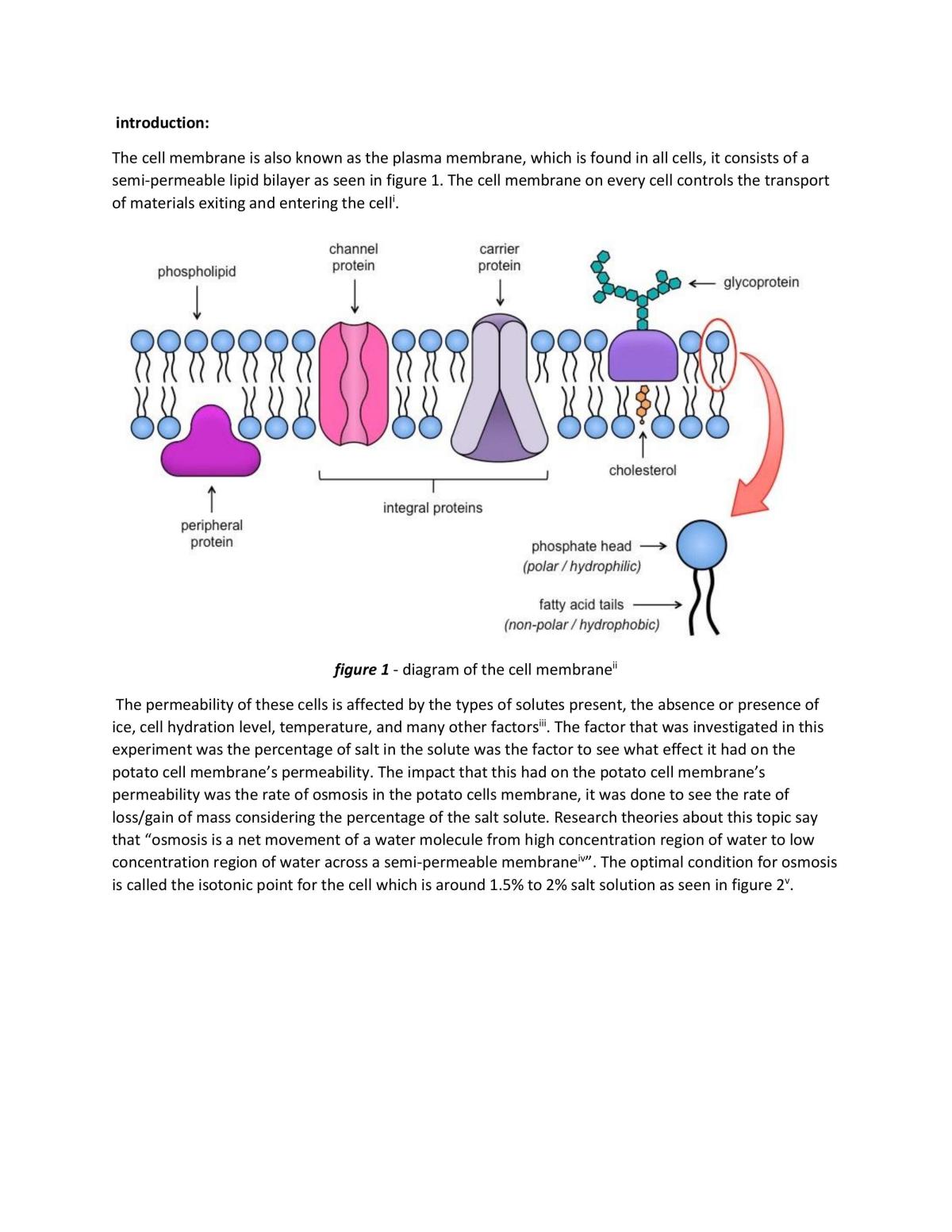 Potato permeability report - Page 1