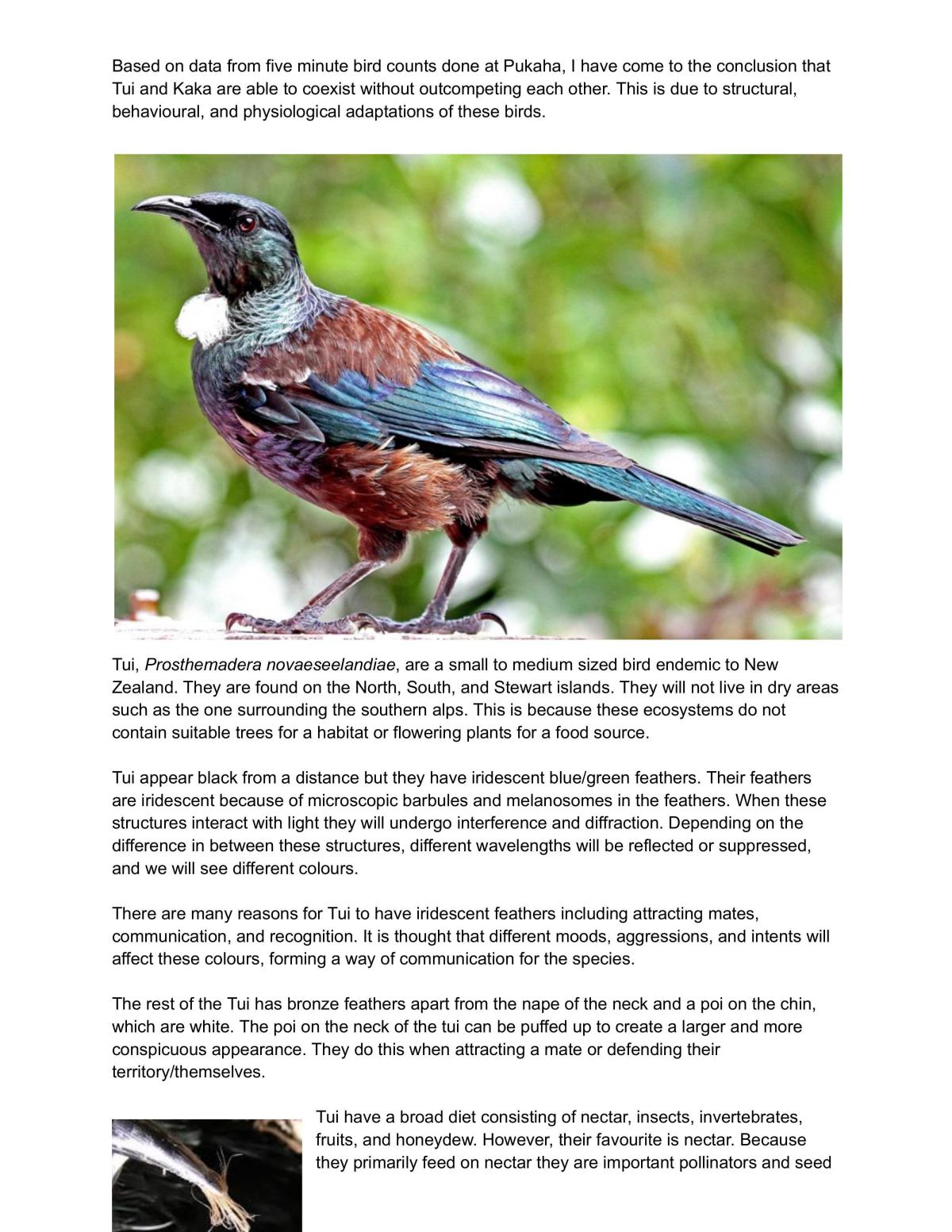 Bio 2.6 - five minute bird counts on Tui and Kaka - Page 1