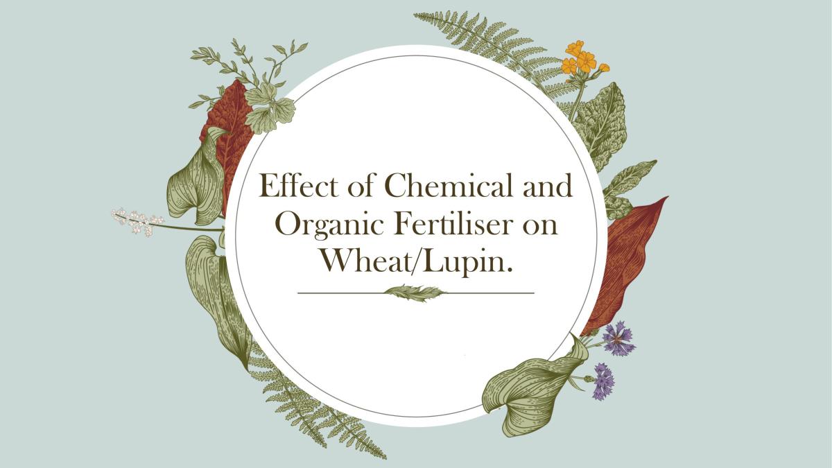 Effect of chemical on lupin crops - Page 1