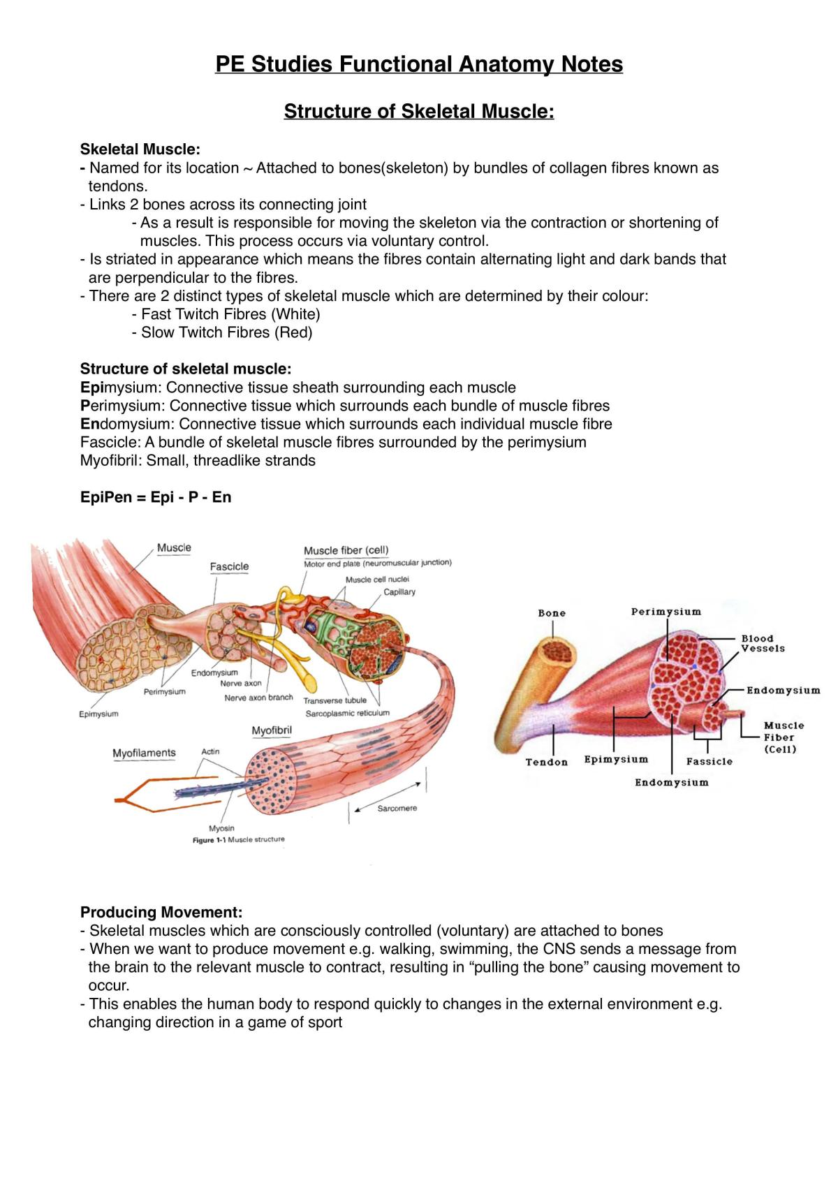 Functional Anatomy Notes  - Page 1