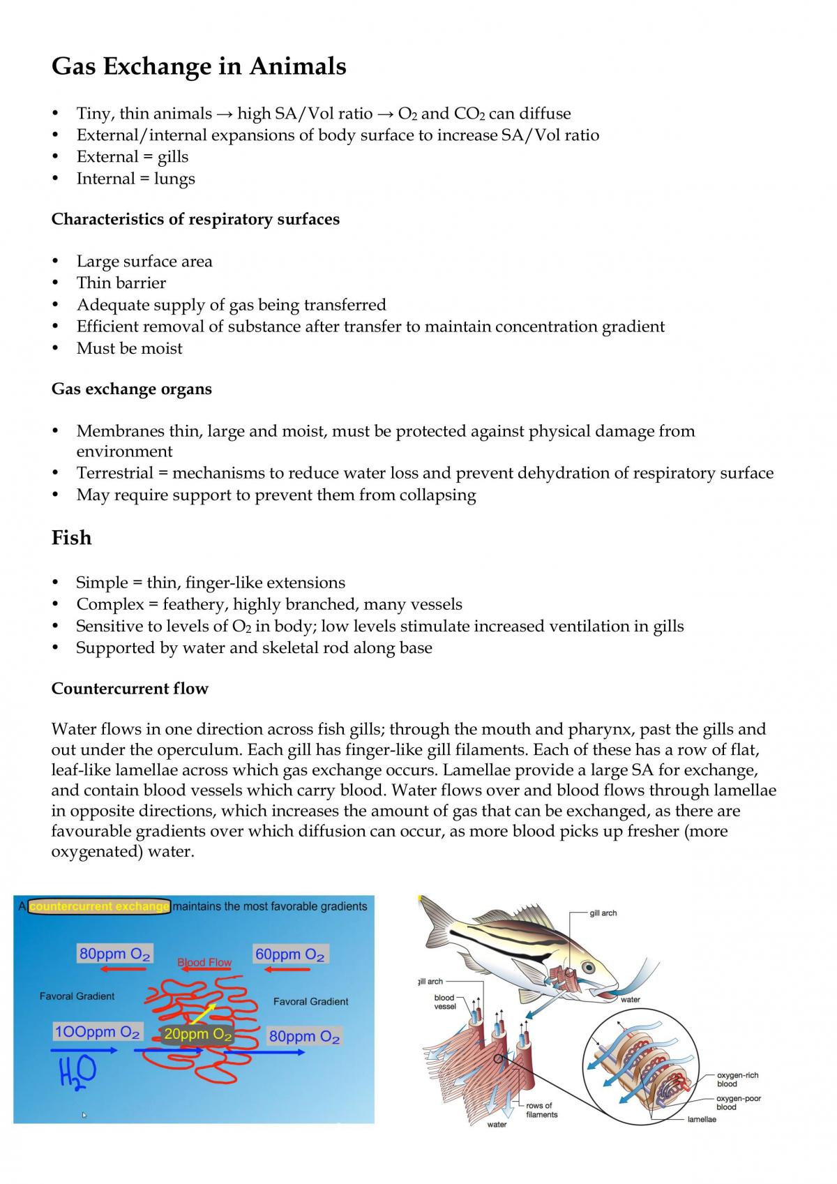 Gas Exchange in Animals - Page 1