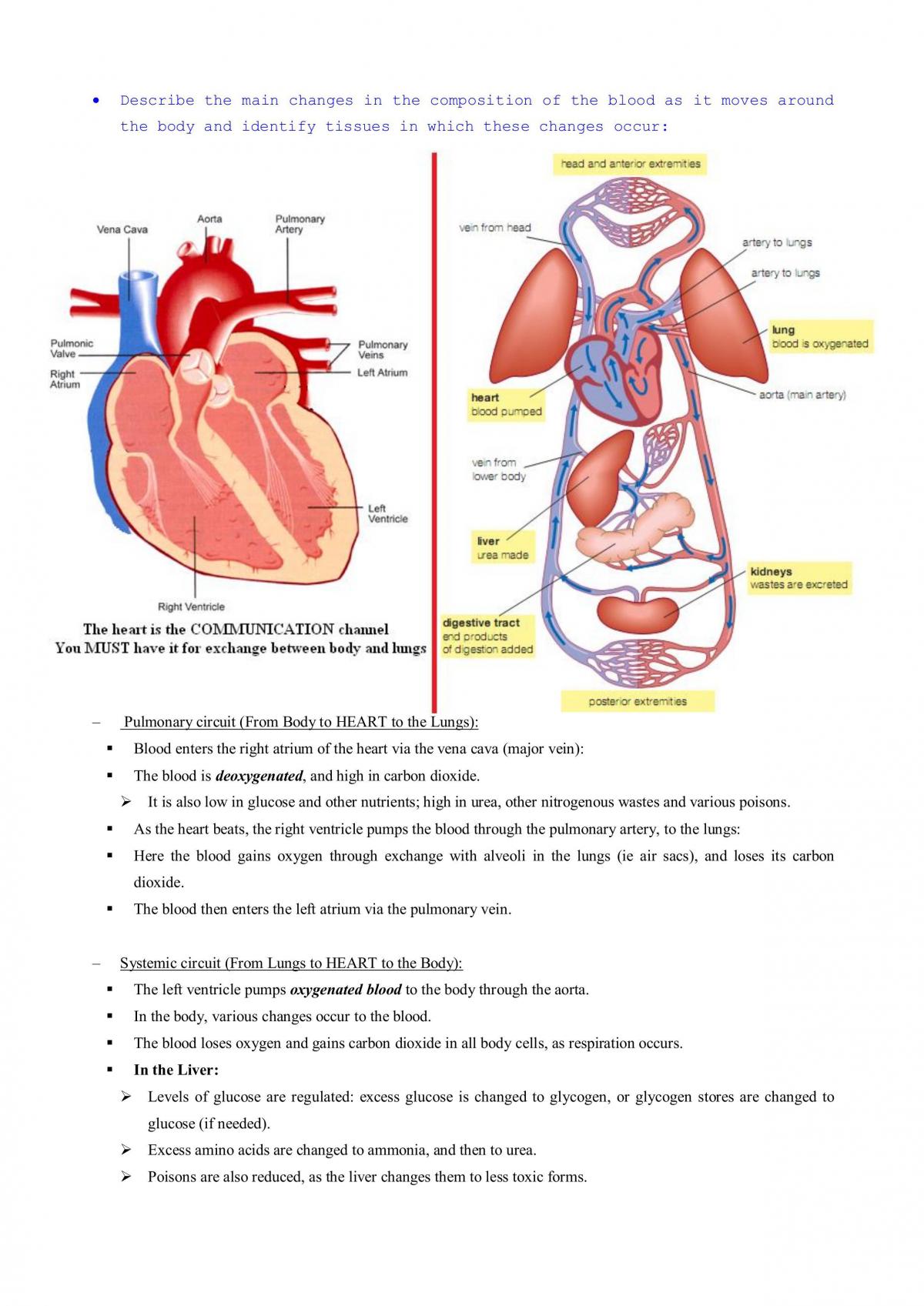 Biology notes 2013 - Page 18
