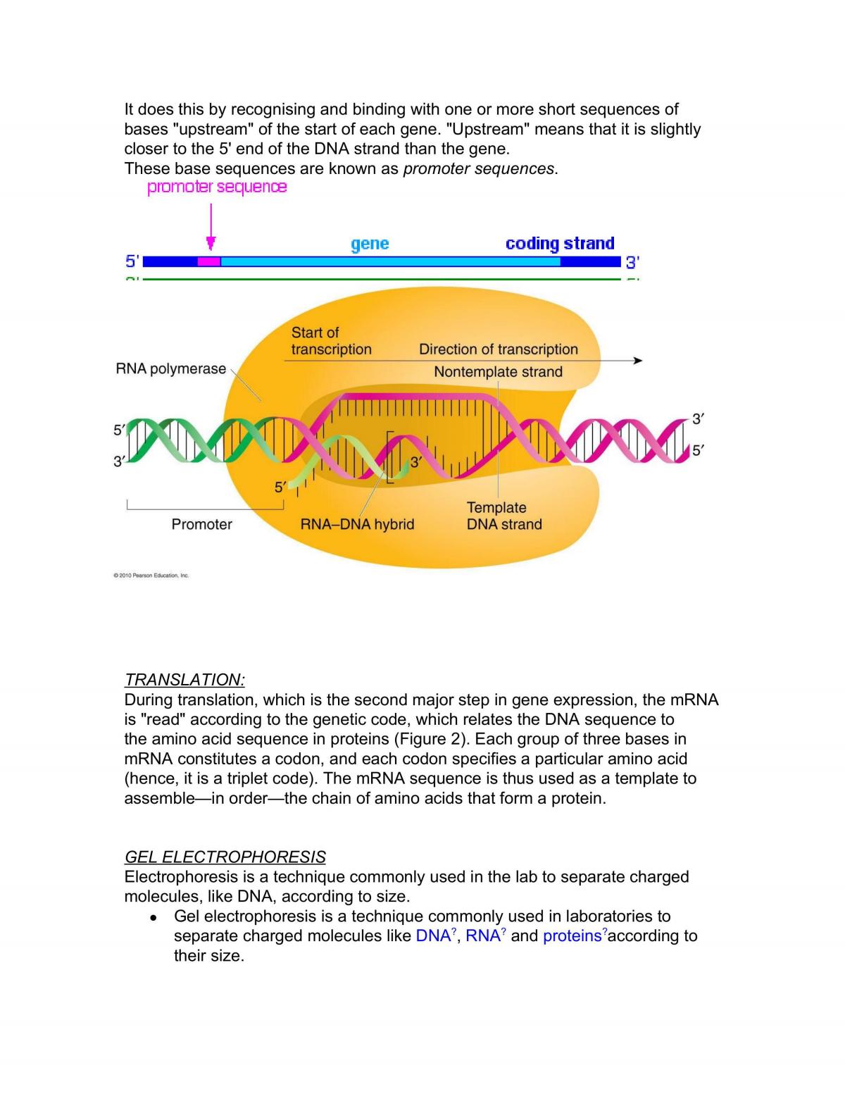 Biology Revision Notes 3/4 - Page 16