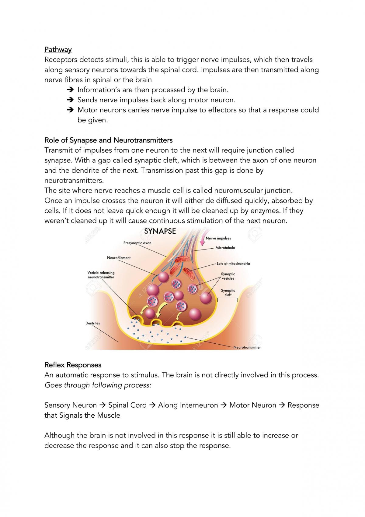 Stage 2 Biology Notes  - Page 19