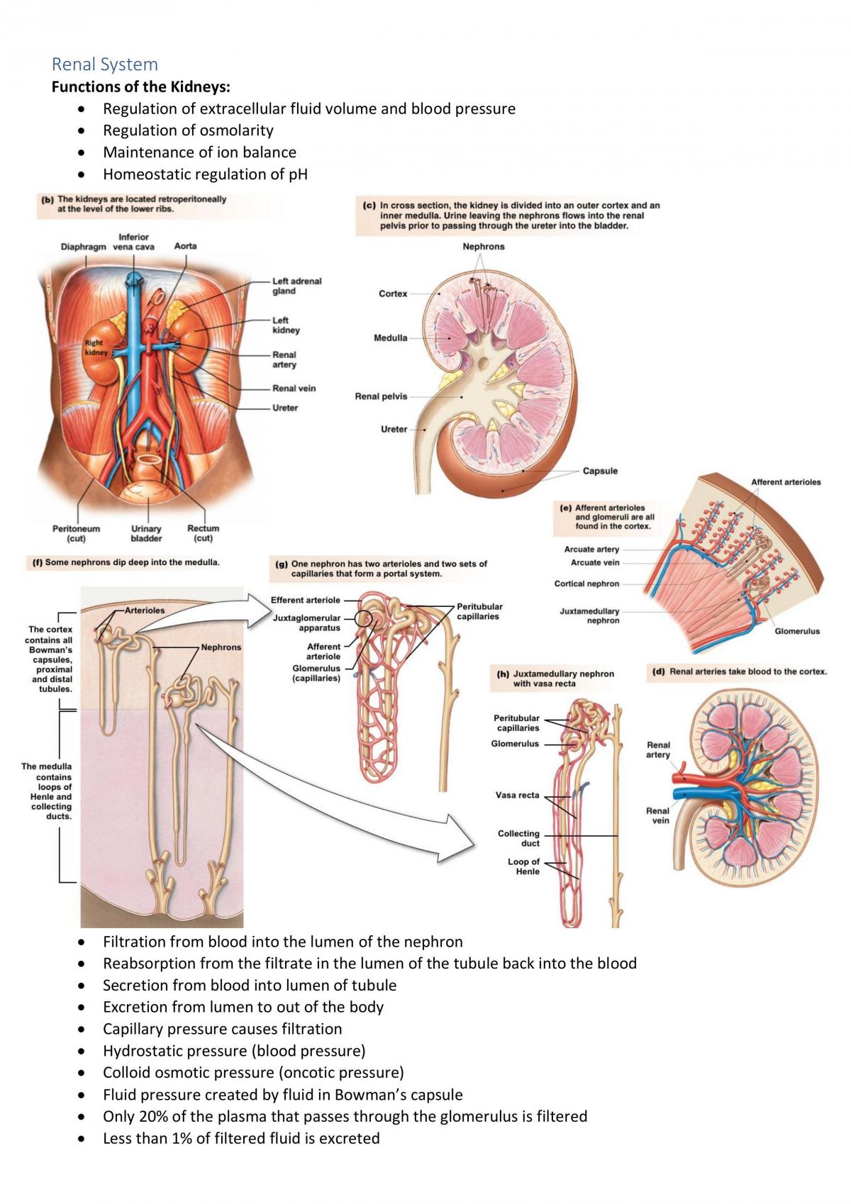 PHYL1007 Digestive and Renal System Module Notes - Page 14