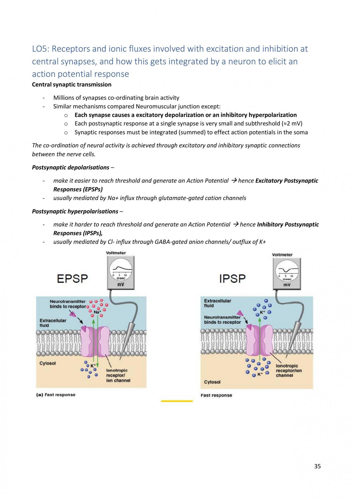 PHSL2101 Midsemester Exam Notes  - Page 35