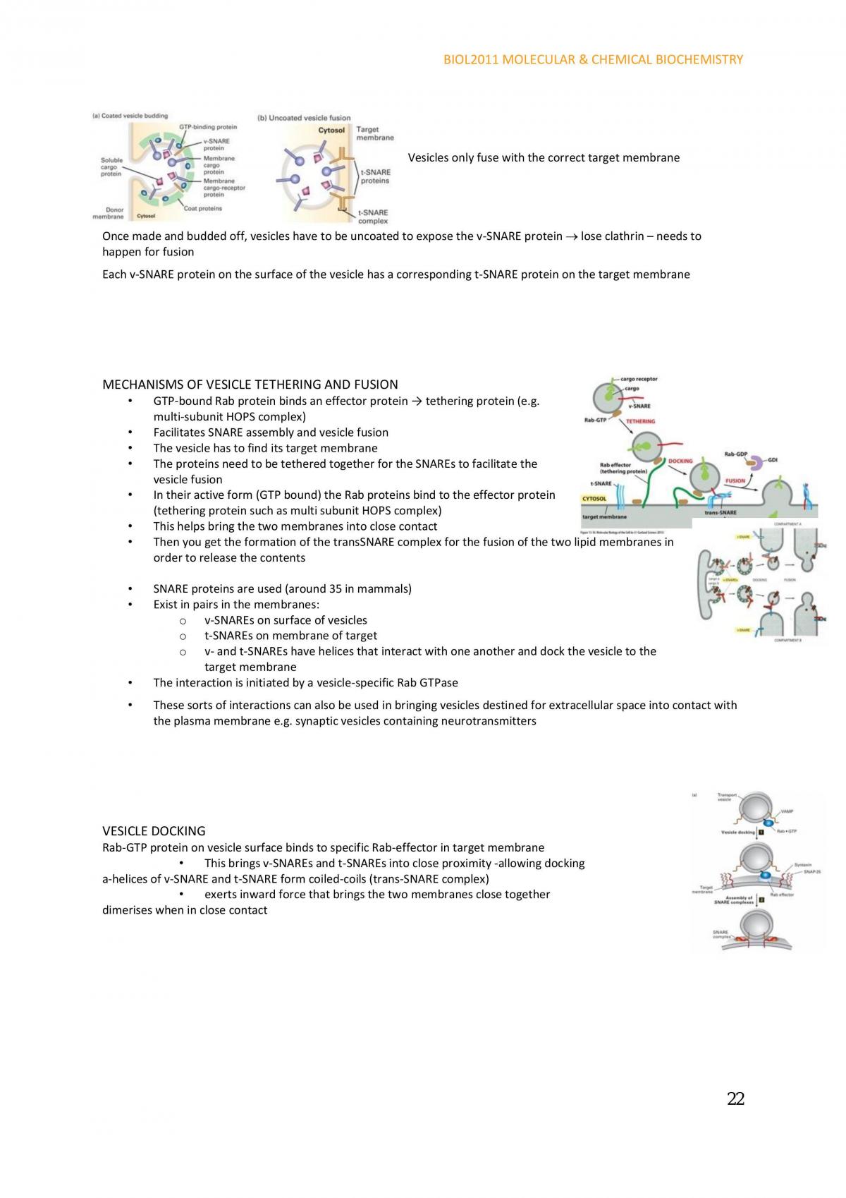 Molecular and Cellular Biochemistry Notes - Page 22