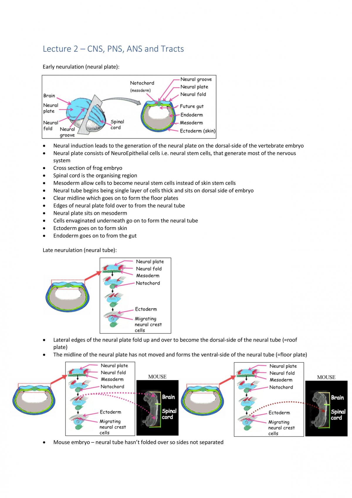 How to Make a Brain notes - Page 7