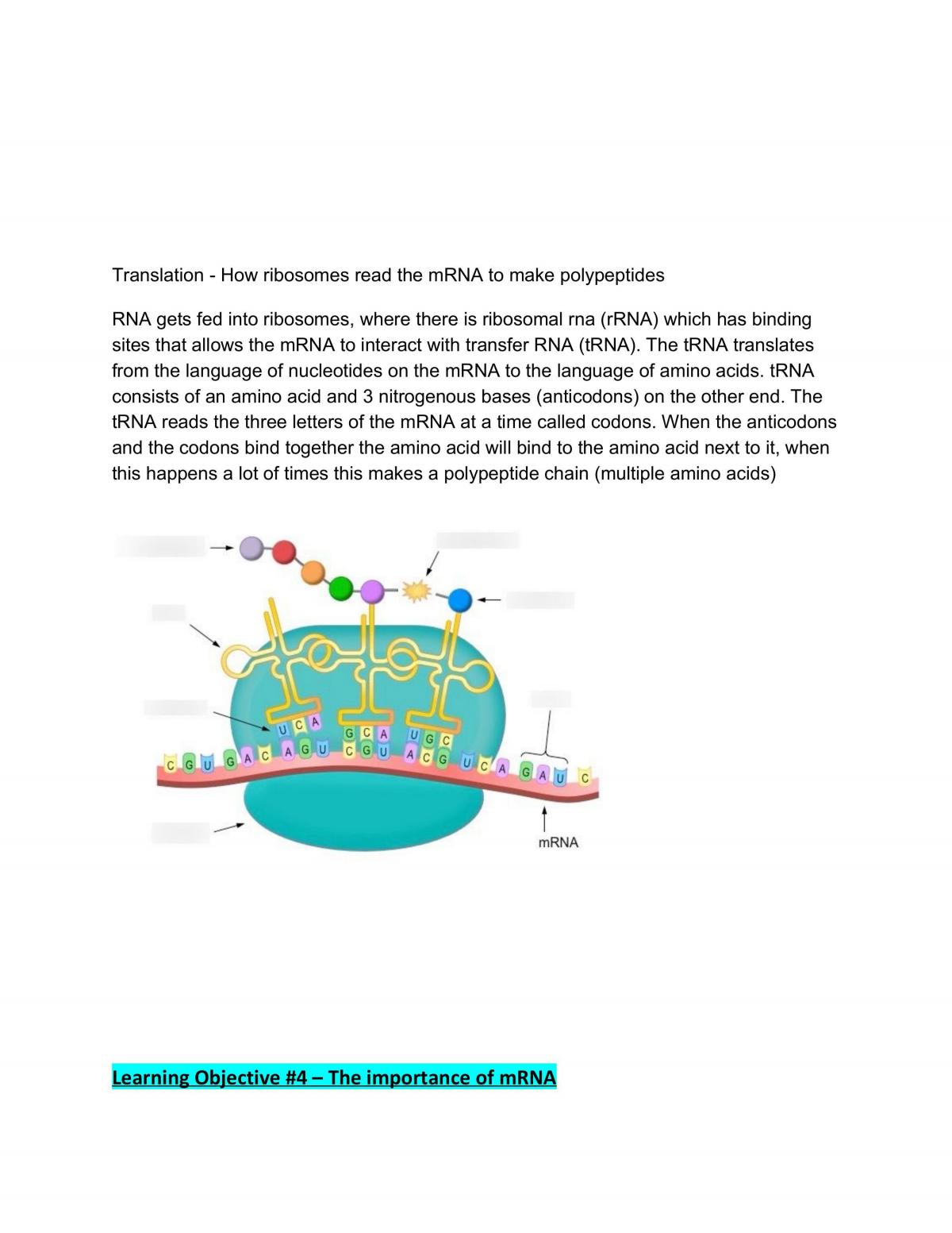 Mod 5 - Heredity Notes - Page 36