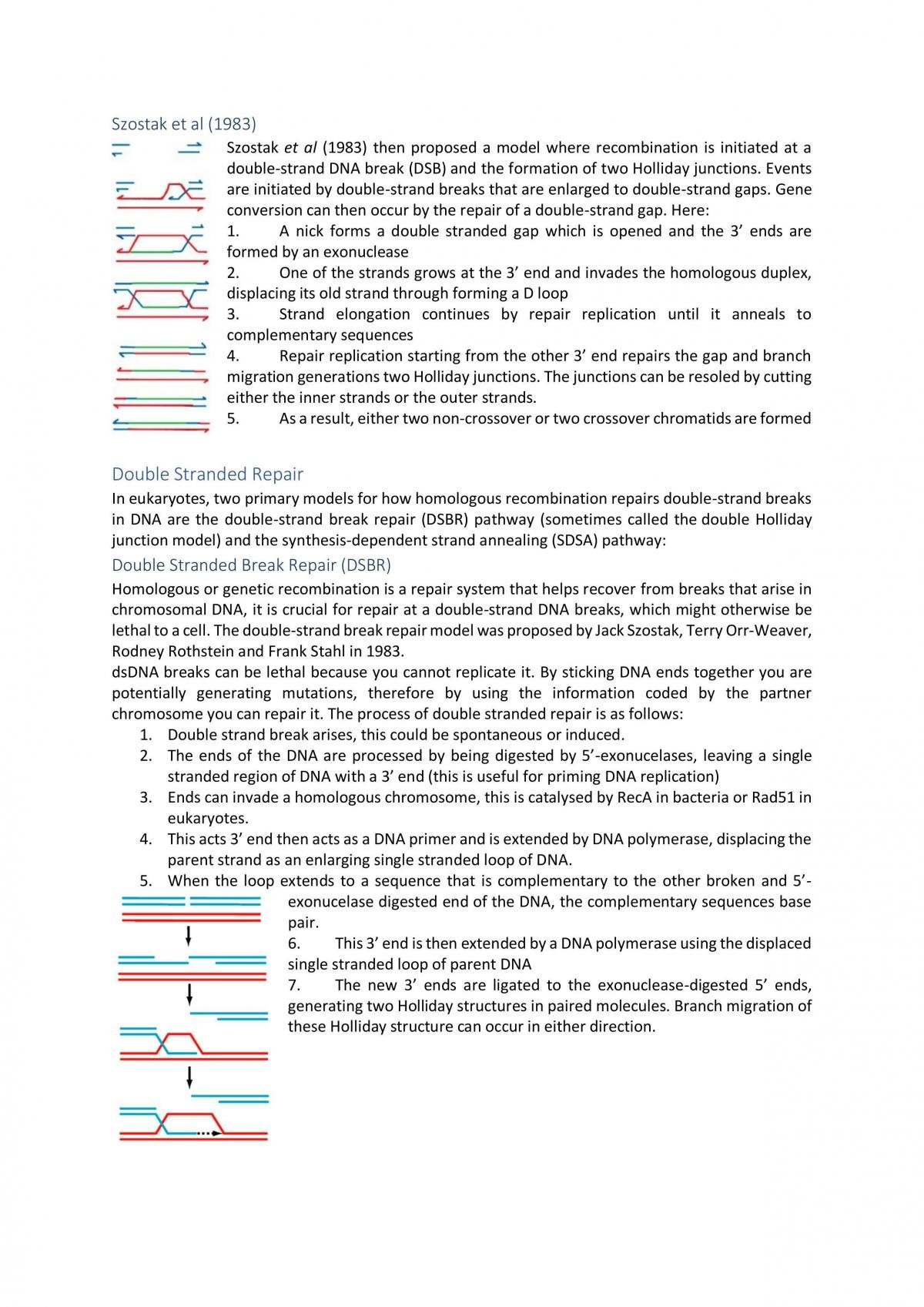 Genetics - DNA Replication - Page 13