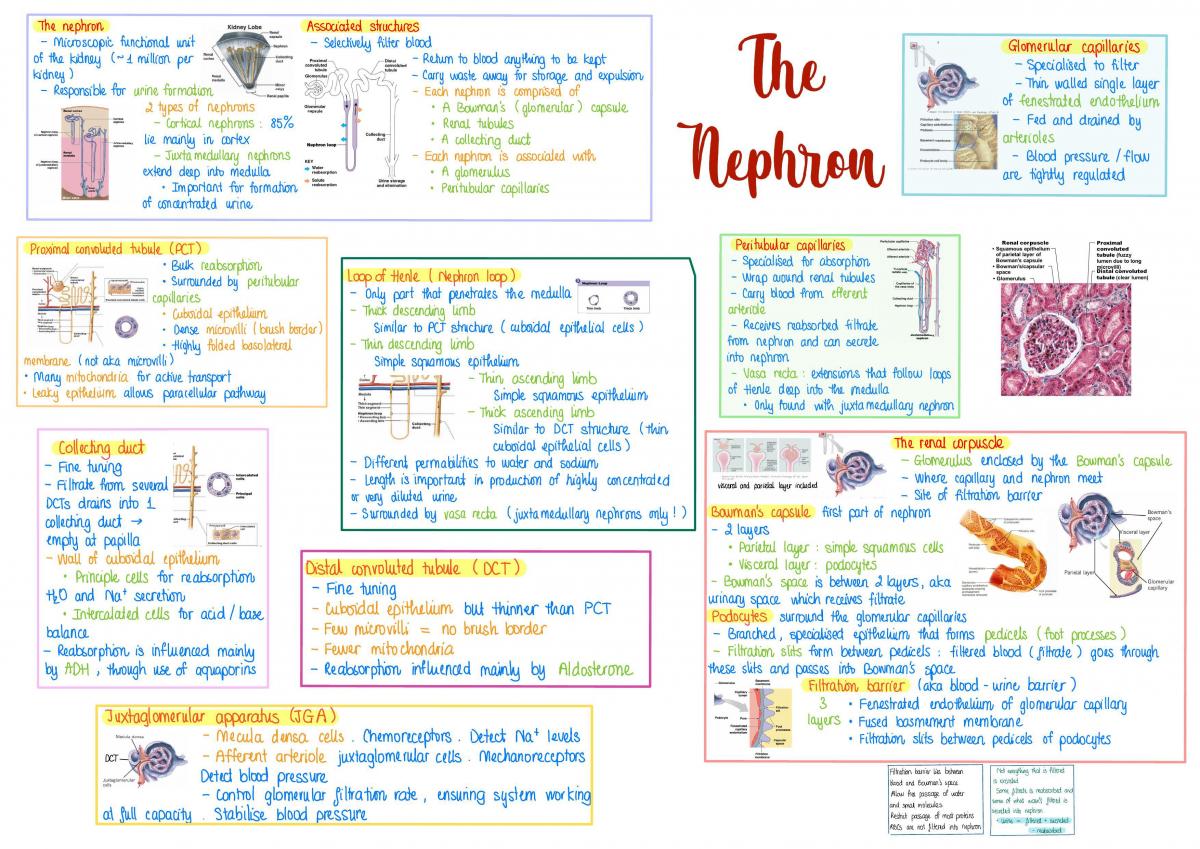 Human Body System 2 - Page 11
