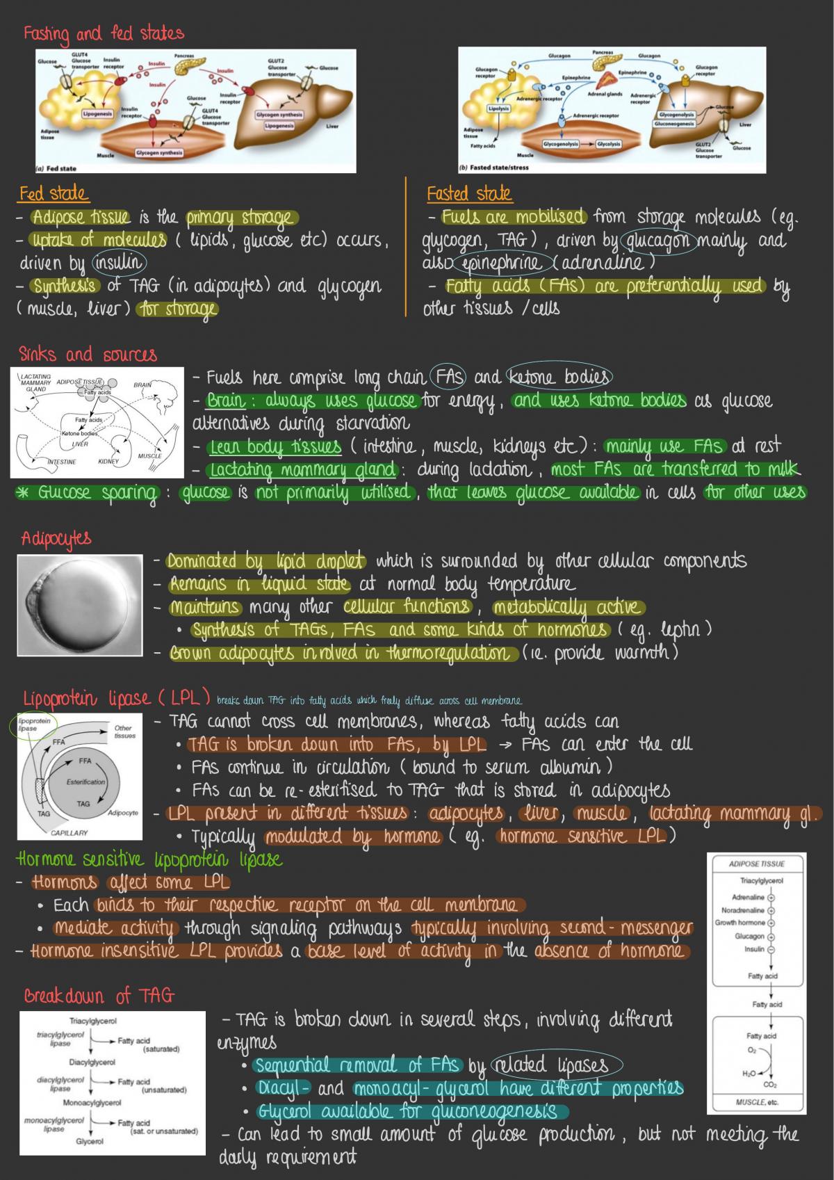 Biochemistry (for BMLSc) Notes (3-24) - Page 31