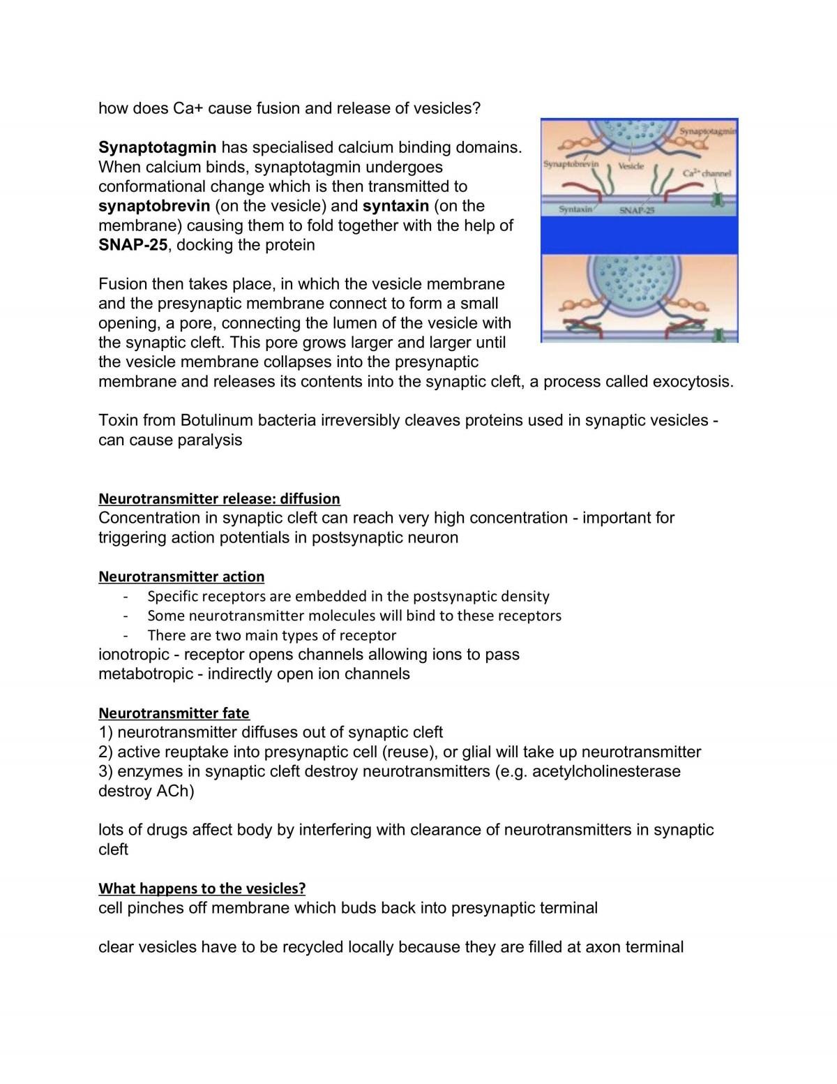 BMS153 - Neuroscience Full Notes - Page 42
