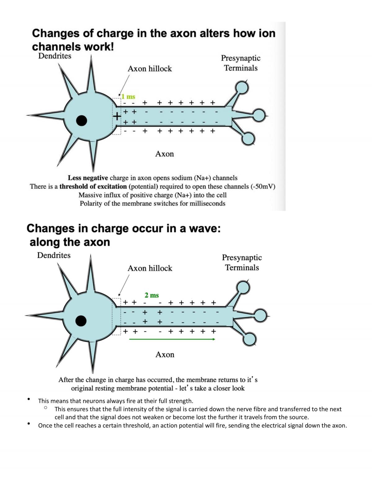 PSYU1104 Neurons  - Page 15