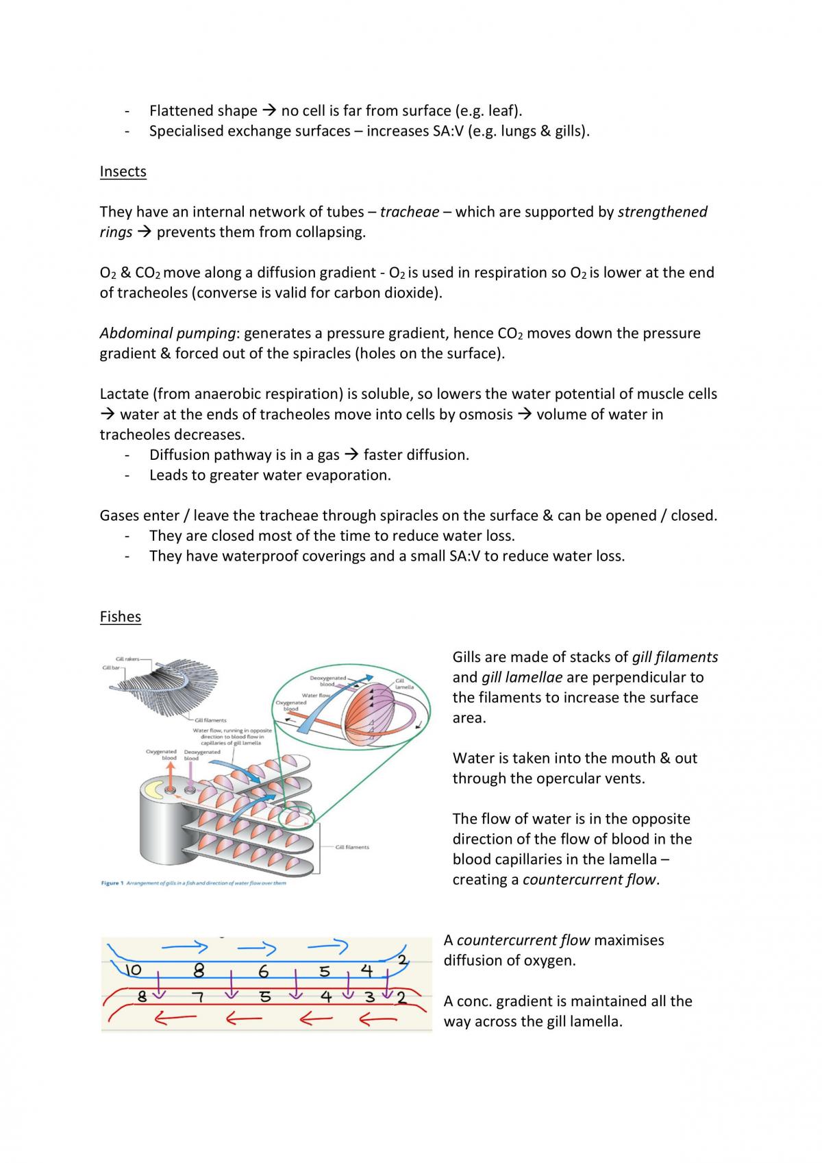 Biology Notes - Page 15