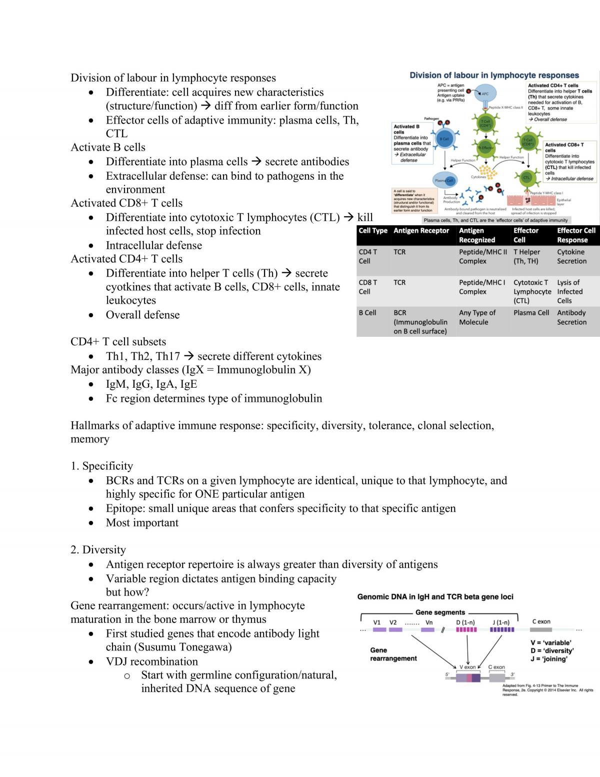 IMM250 Study Notes - Page 17