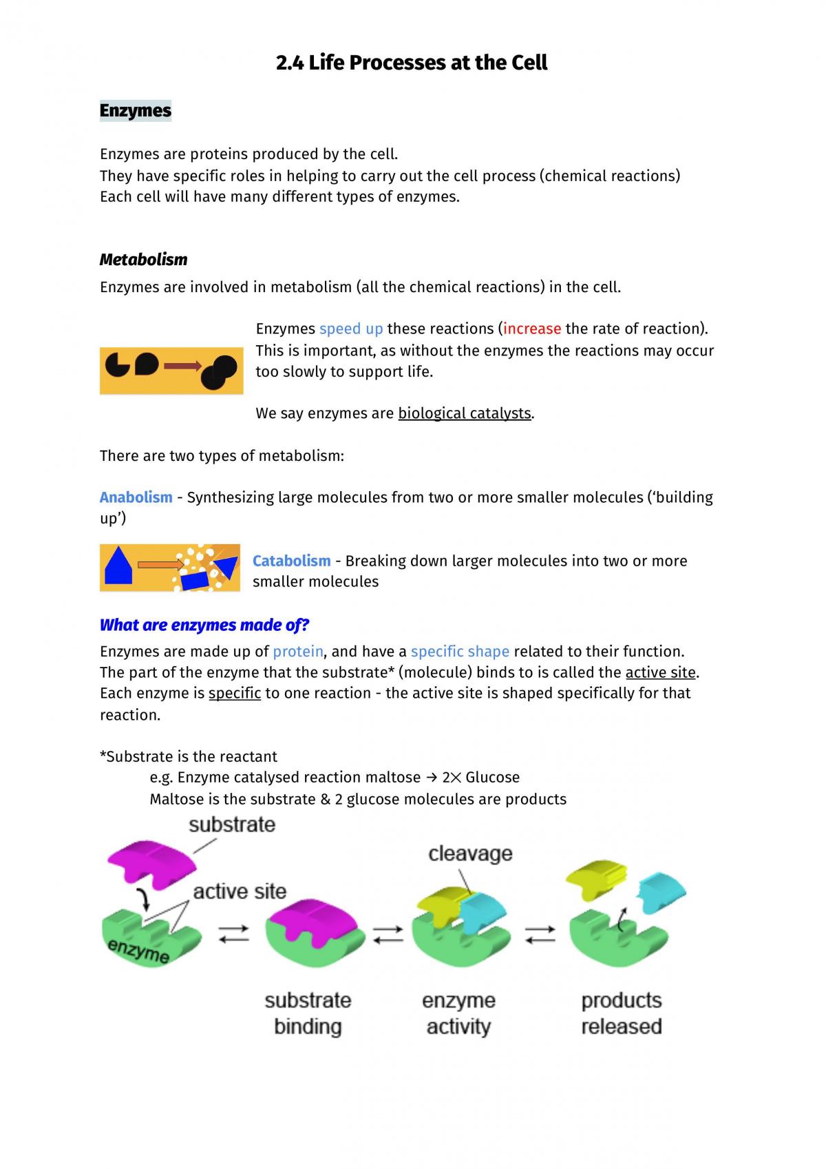 2.4 AS 91156 Full Notes on Cells - Page 13