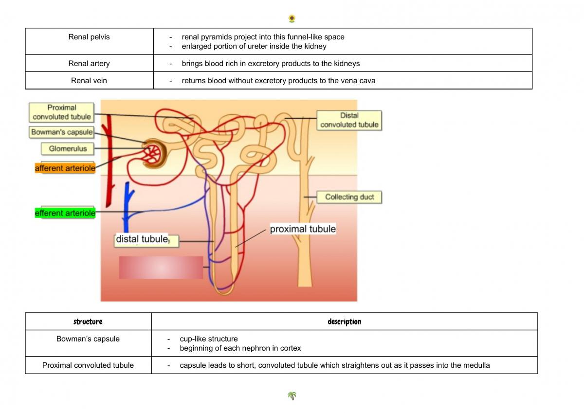 Upper secondary school notes for Biology - Page 56