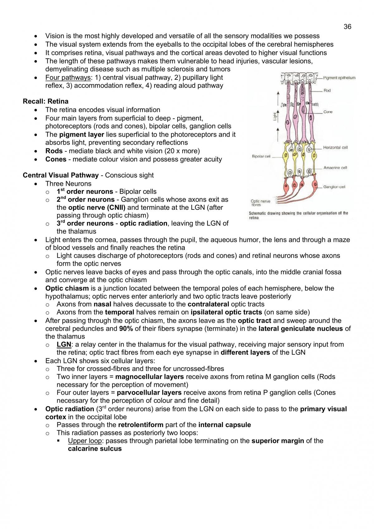 Neuroanatomy Notes - Page 36