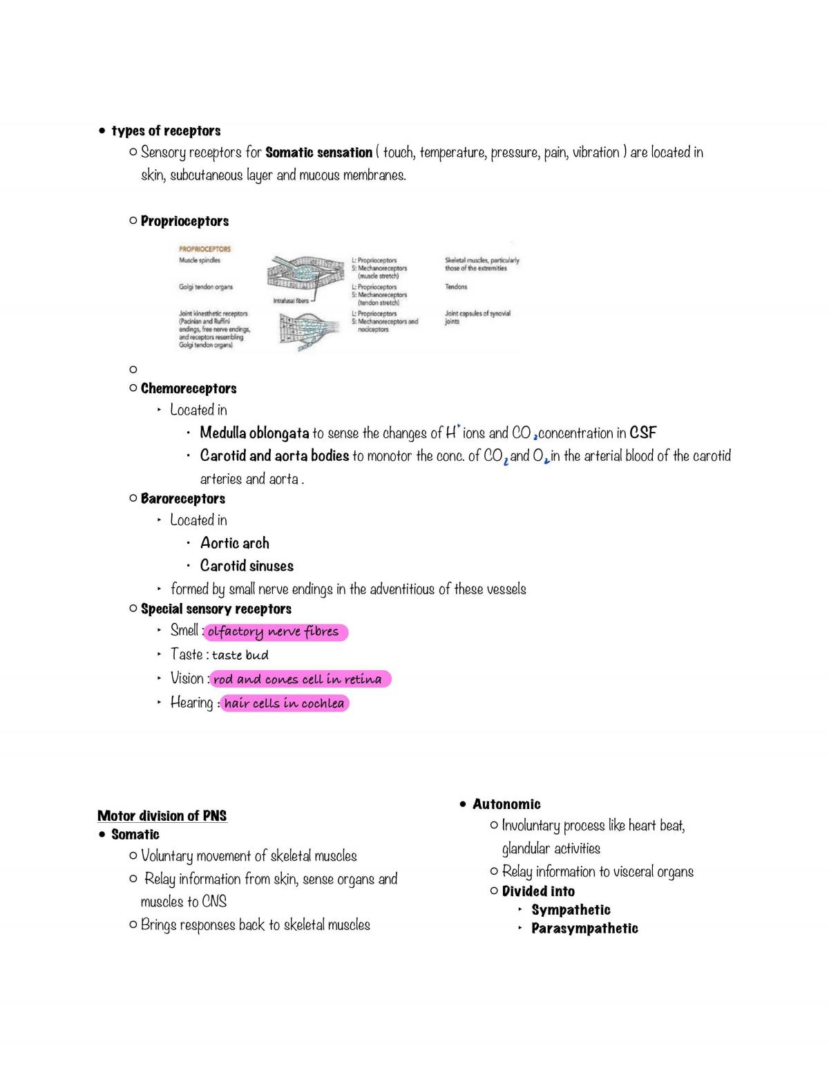 Basic Medical Sciences: Anatomy Notes - Page 40