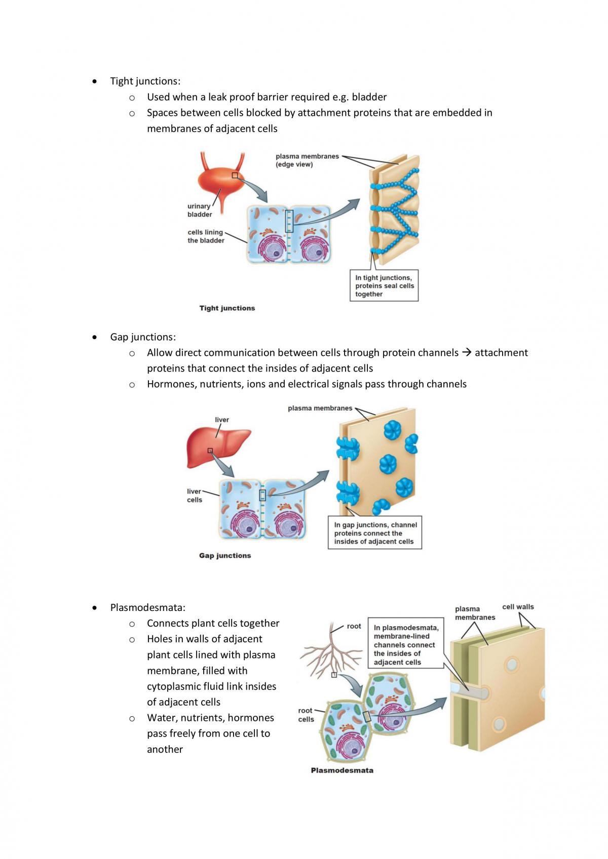 Biology Topics 1-4 Study Notes - Page 14