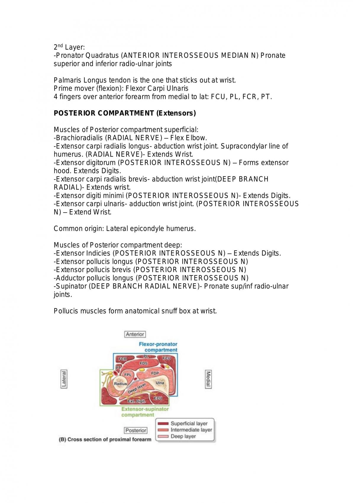 Human Anatomy B Notes - Page 11