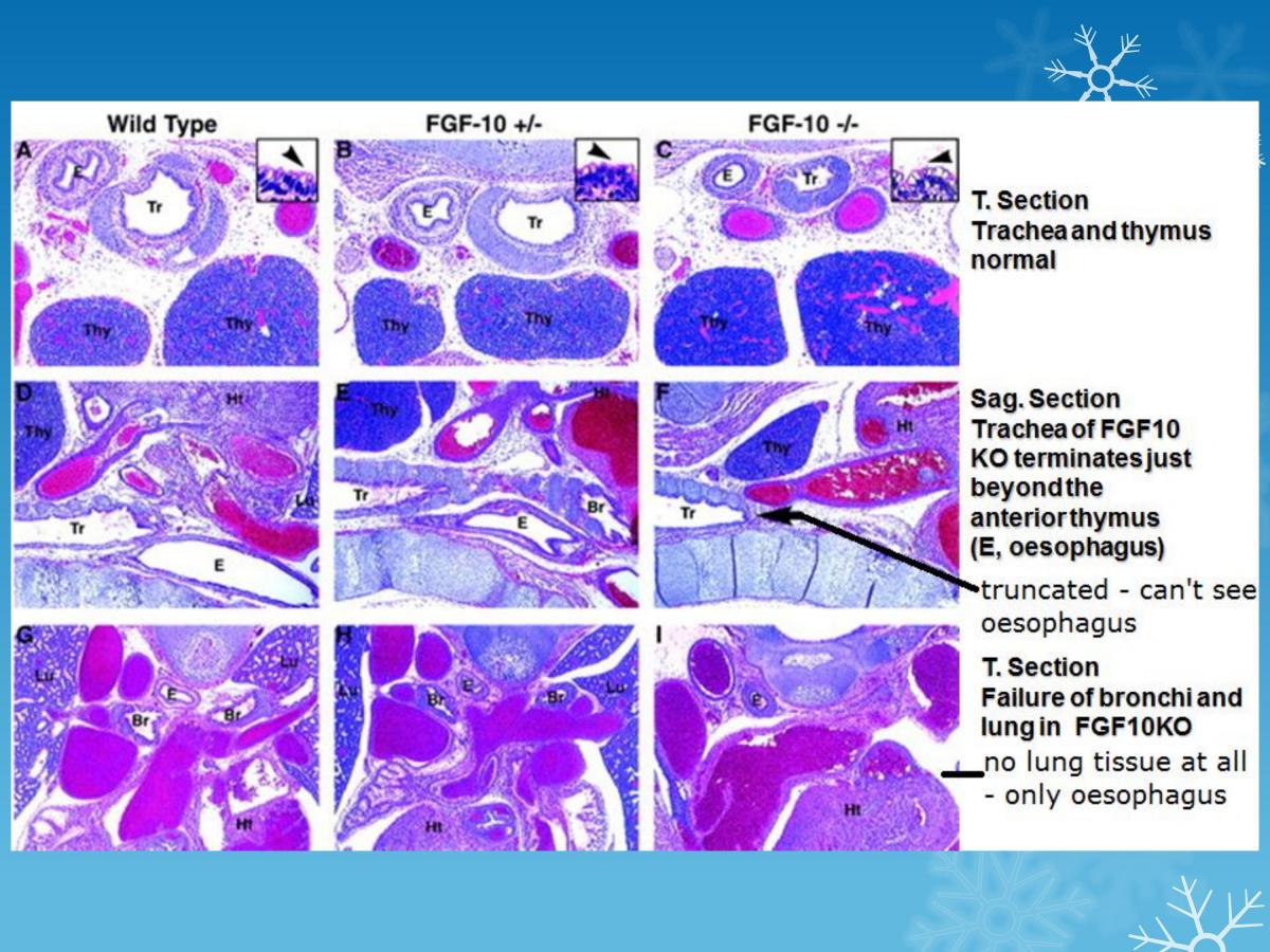 Embryology summary notes - Page 88